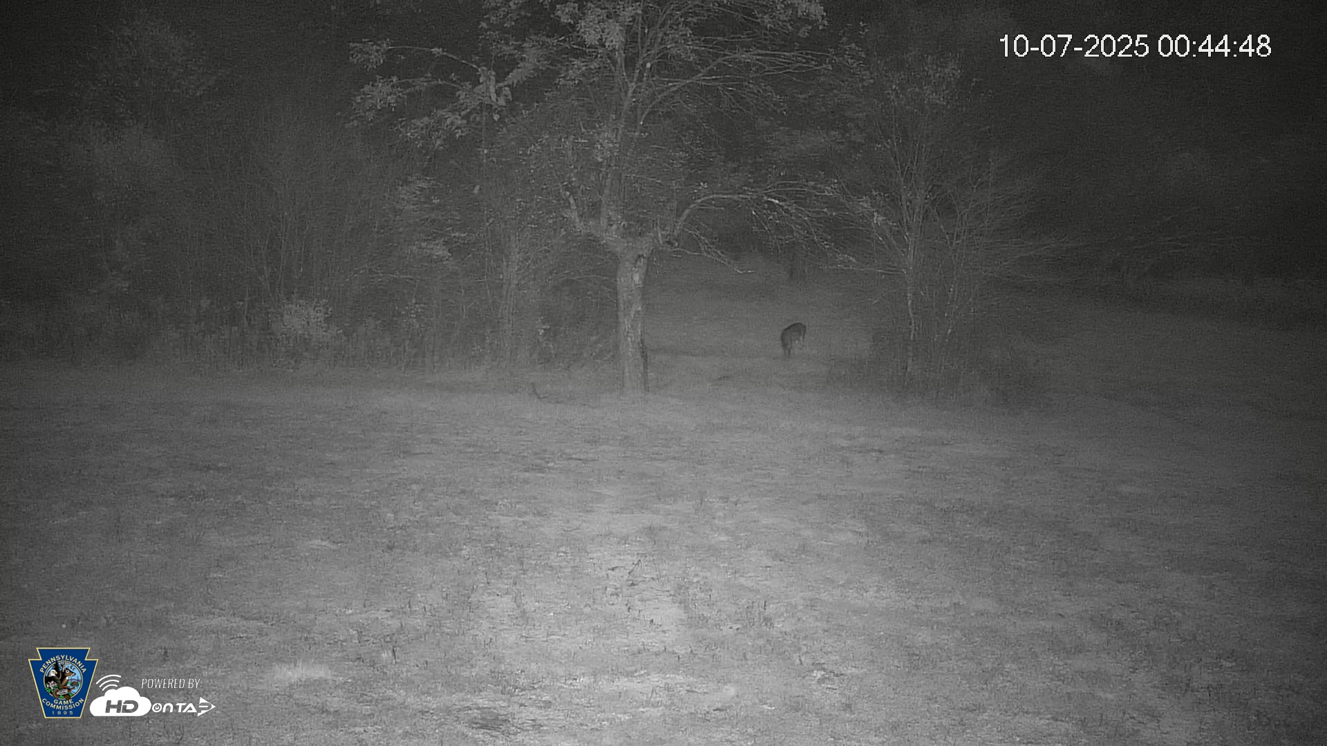 Snapshot of Pennsylvania Elk Live Webcam taken Oct 7, 2025, 12:45am EDT