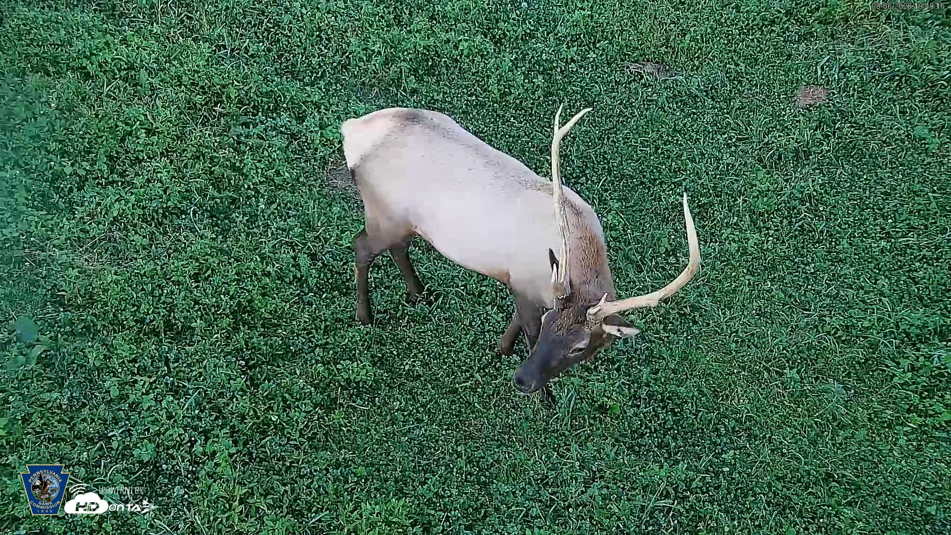 Snapshot of Pennsylvania Elk Live Webcam taken Sep 6, 2026, 7:48pm EDT
