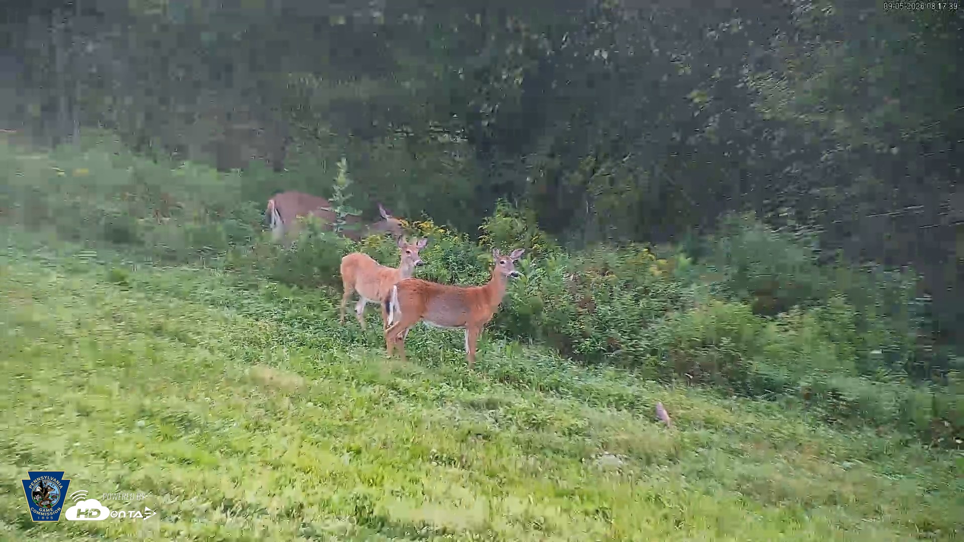 Snapshot of Pennsylvania Elk Live Webcam taken Sep 5, 2026, 8:18am EDT
