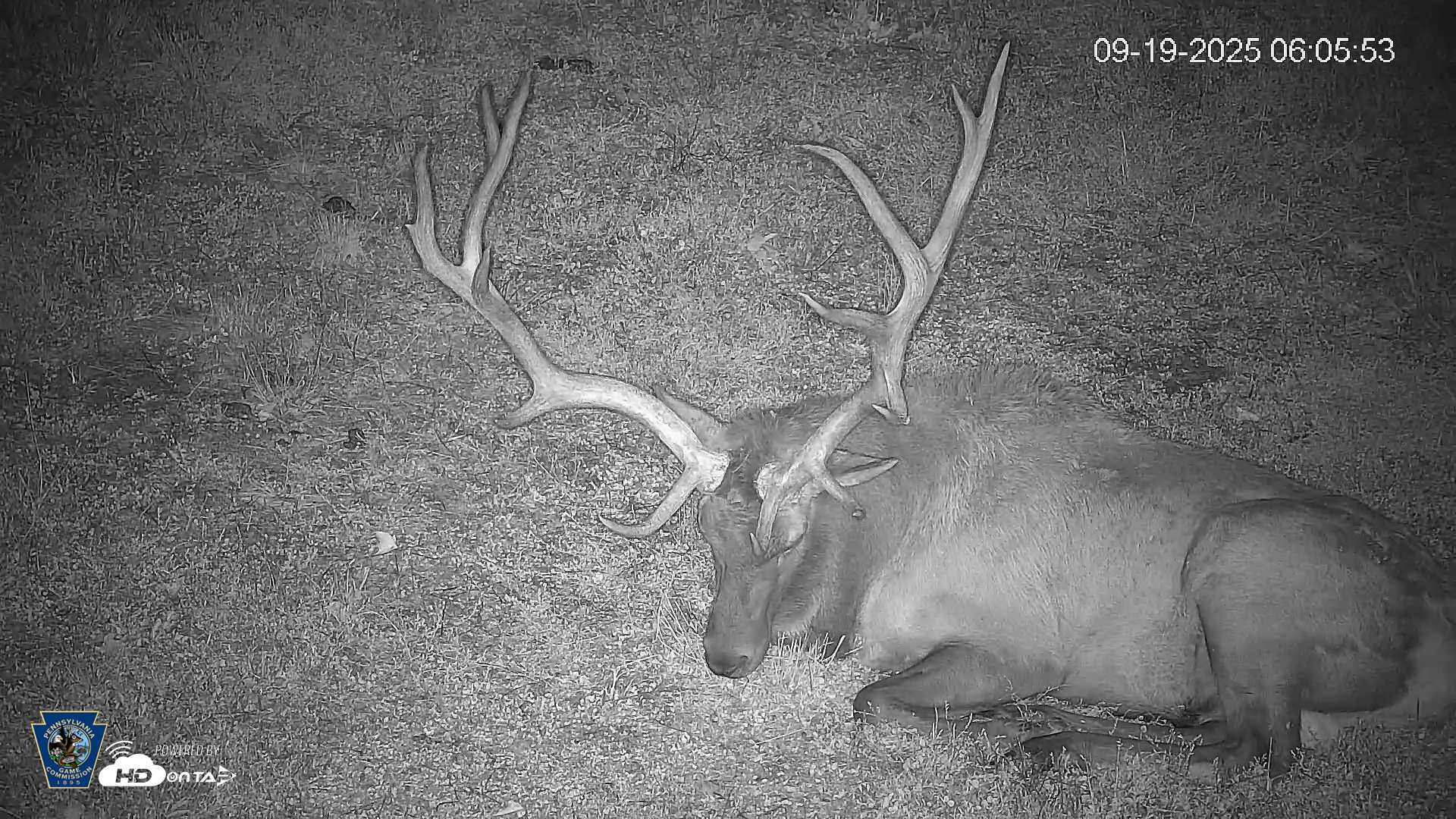 Snapshot of Pennsylvania Elk Live Webcam taken Sep 19, 2025, 6:06am EDT