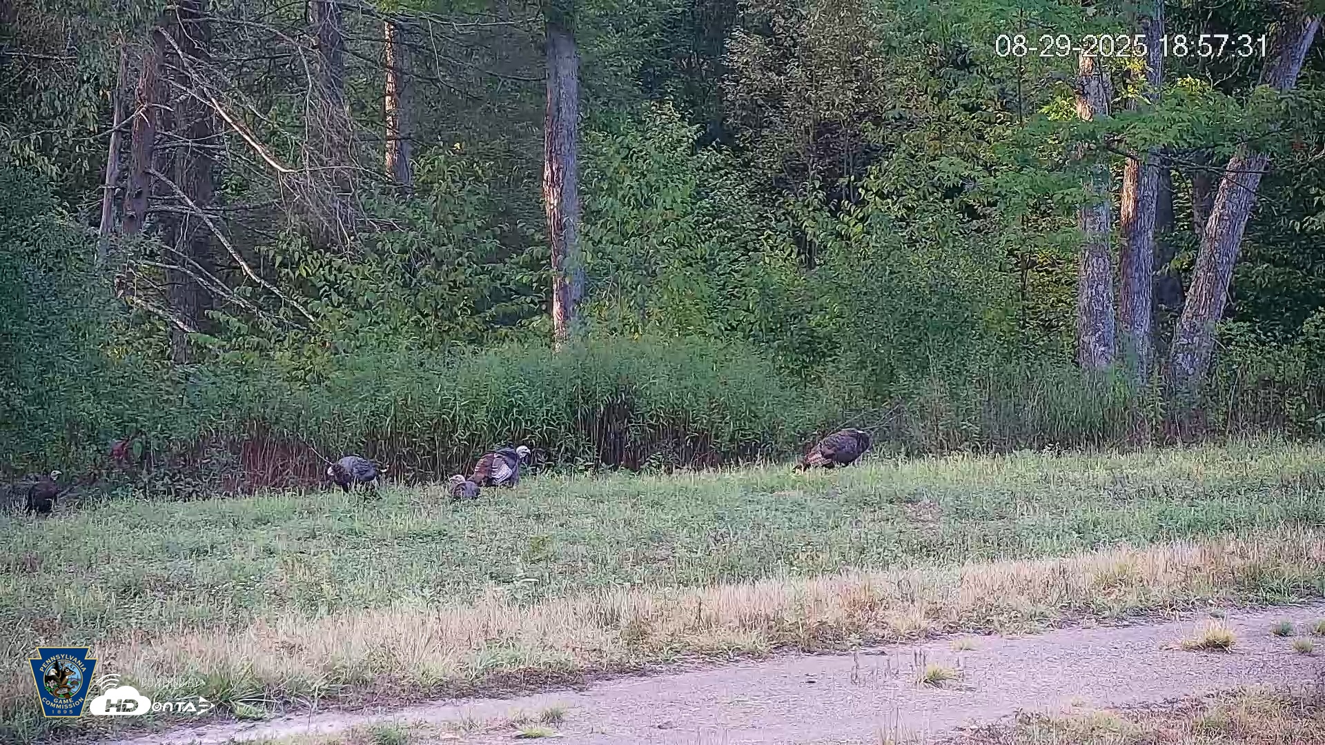 Snapshot of Pennsylvania Elk Live Webcam taken Aug 29, 2025, 6:58pm EDT