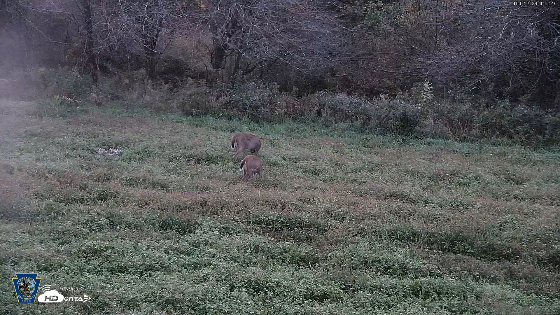 Snapshot of Pennsylvania Elk Live Webcam taken Oct 2, 2026, 6:53am EDT