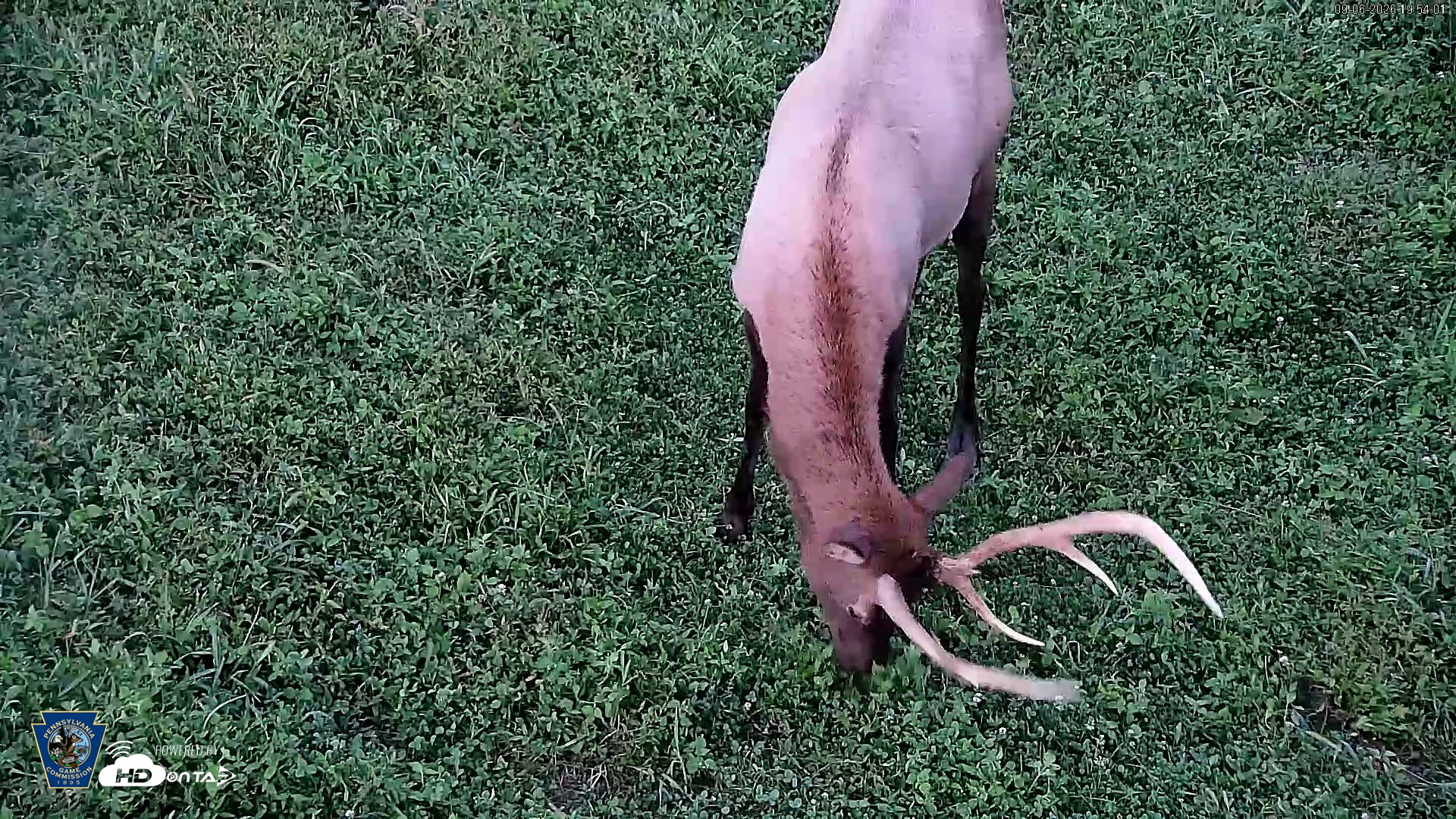 Snapshot of Pennsylvania Elk Live Webcam taken Sep 6, 2026, 7:55pm EDT