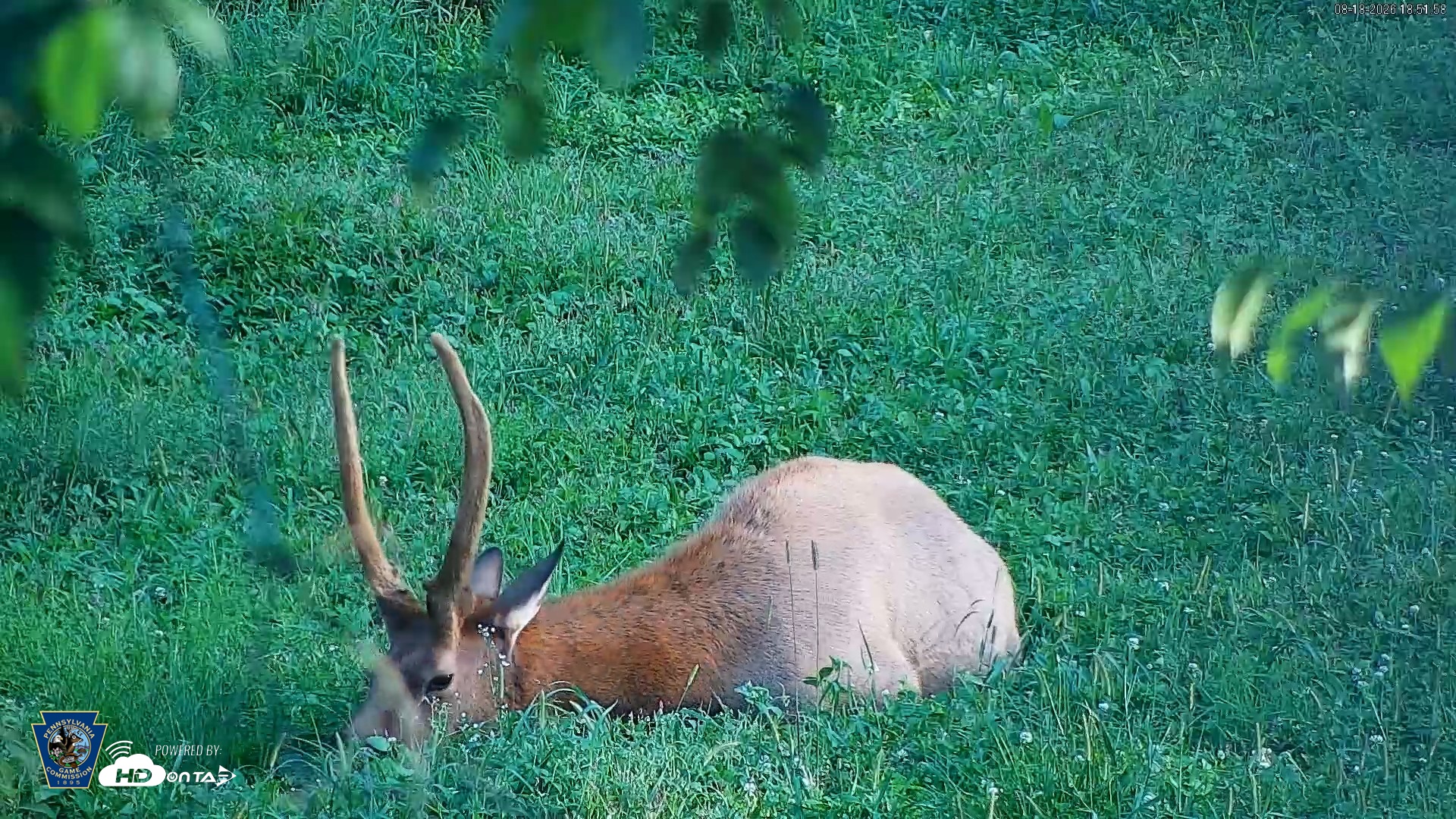 Snapshot of Pennsylvania Elk Live Webcam taken Aug 18, 2026, 6:52pm EDT