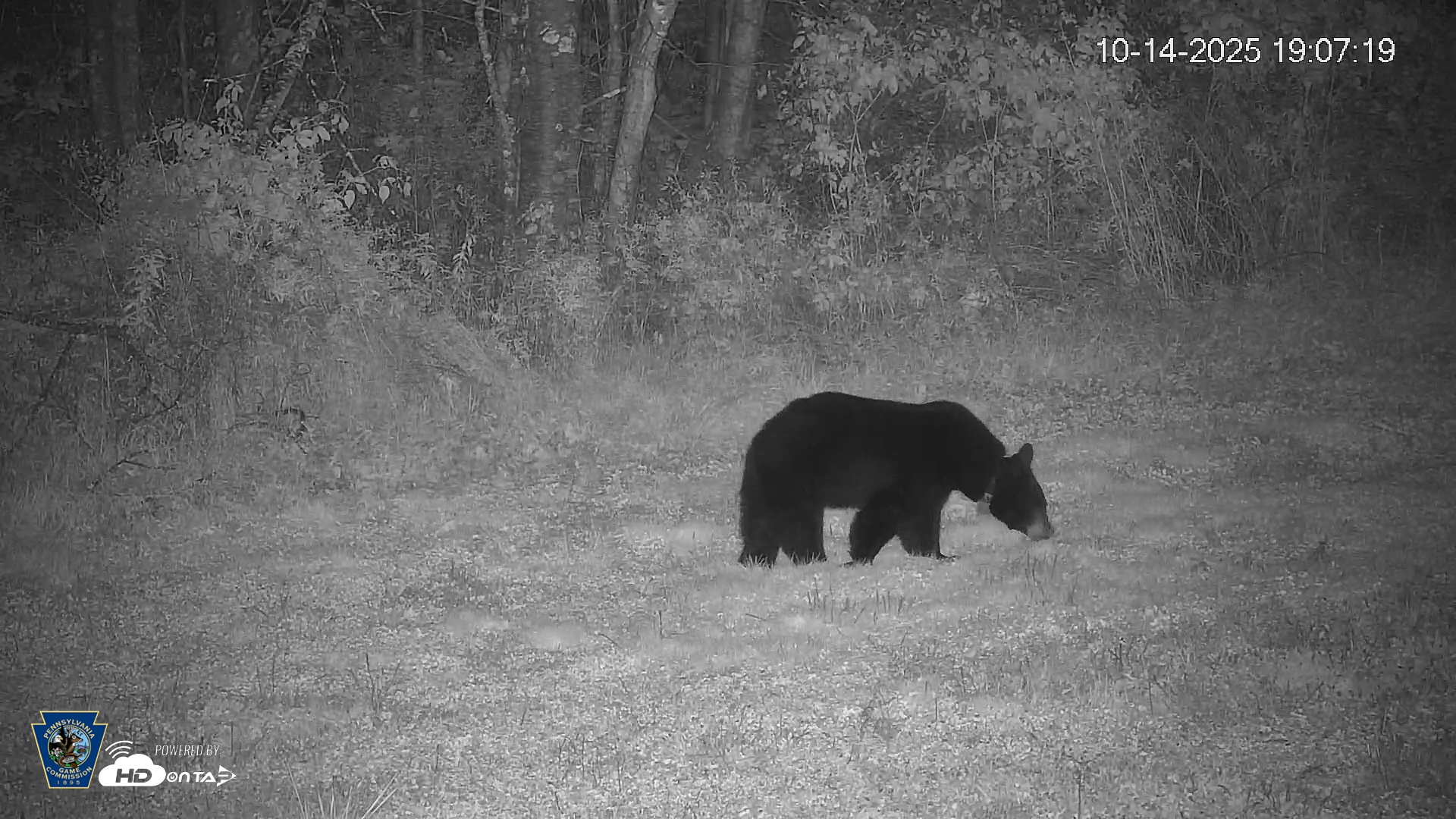 Snapshot of Pennsylvania Elk Live Webcam taken Oct 14, 2025, 7:08pm EDT