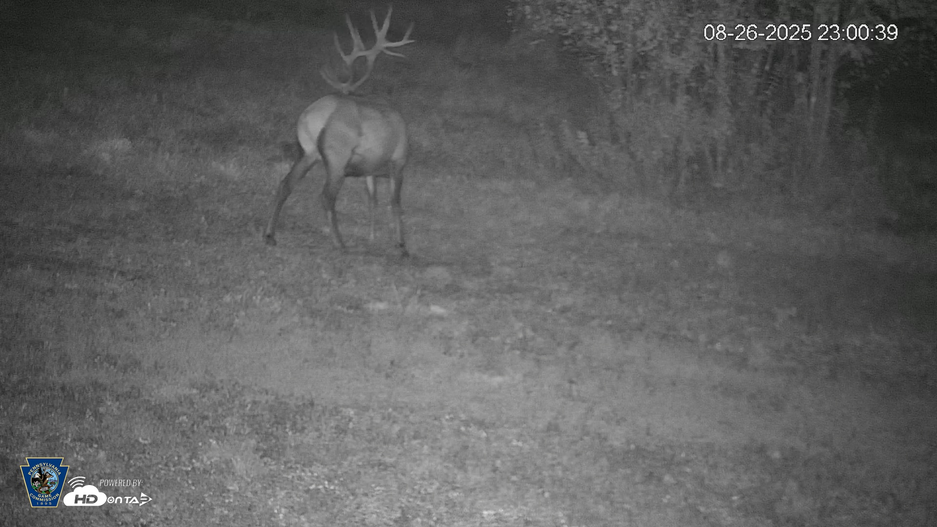 Snapshot of Pennsylvania Elk Live Webcam taken Aug 26, 2025, 11:01pm EDT