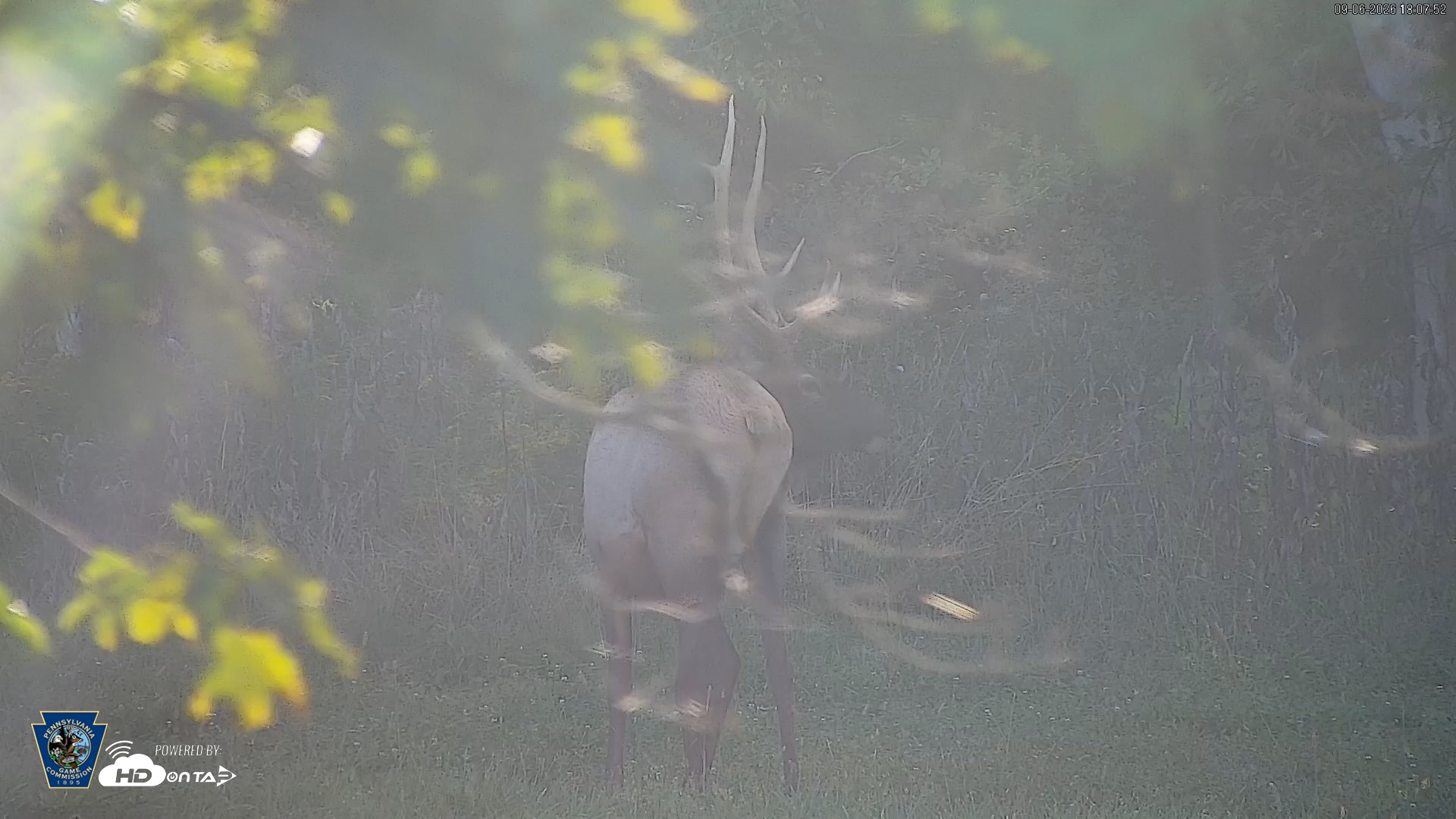 Snapshot of Pennsylvania Elk Live Webcam taken Sep 6, 2026, 6:08pm EDT