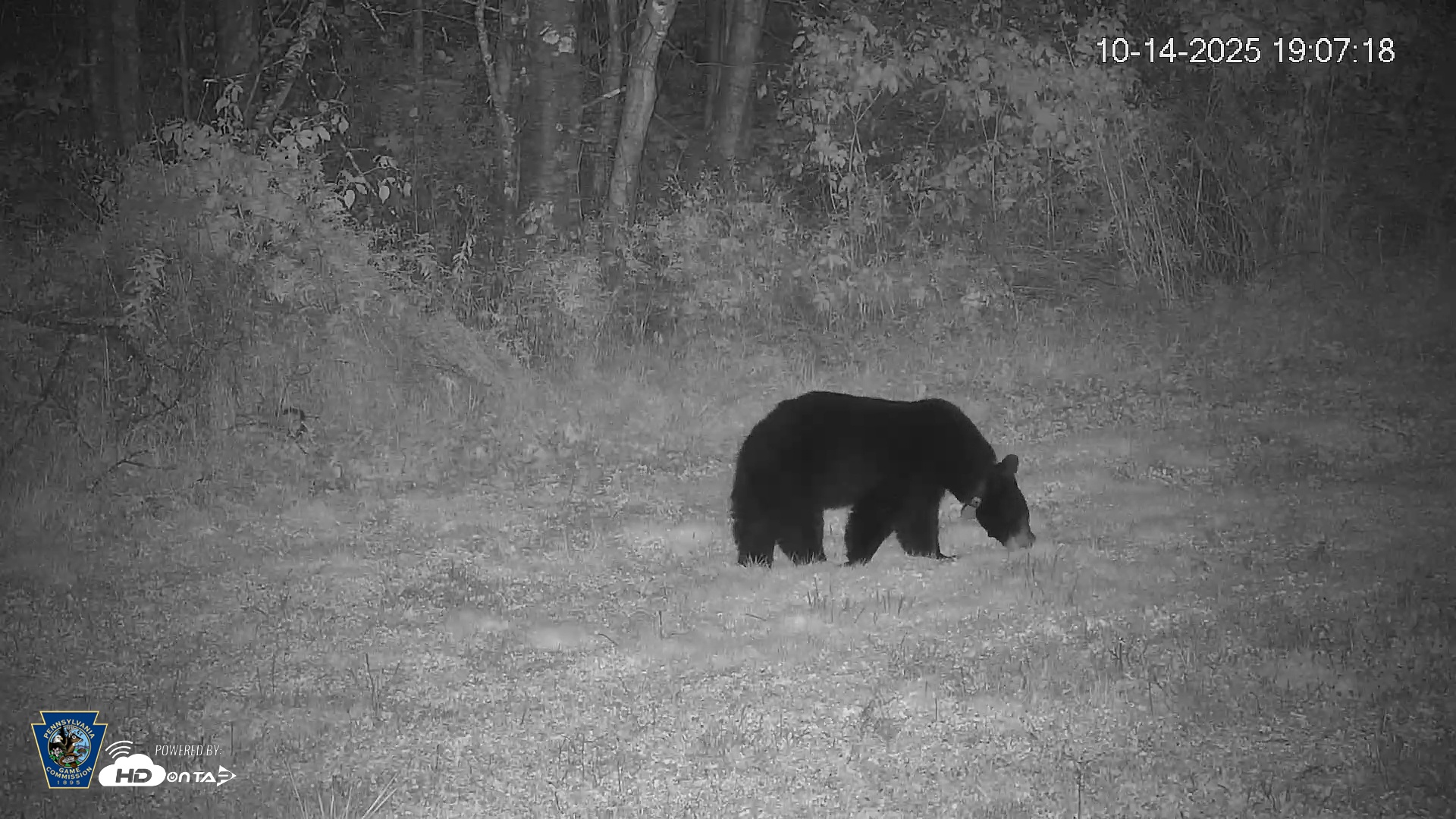 Snapshot of Pennsylvania Elk Live Webcam taken Oct 14, 2025, 7:07pm EDT