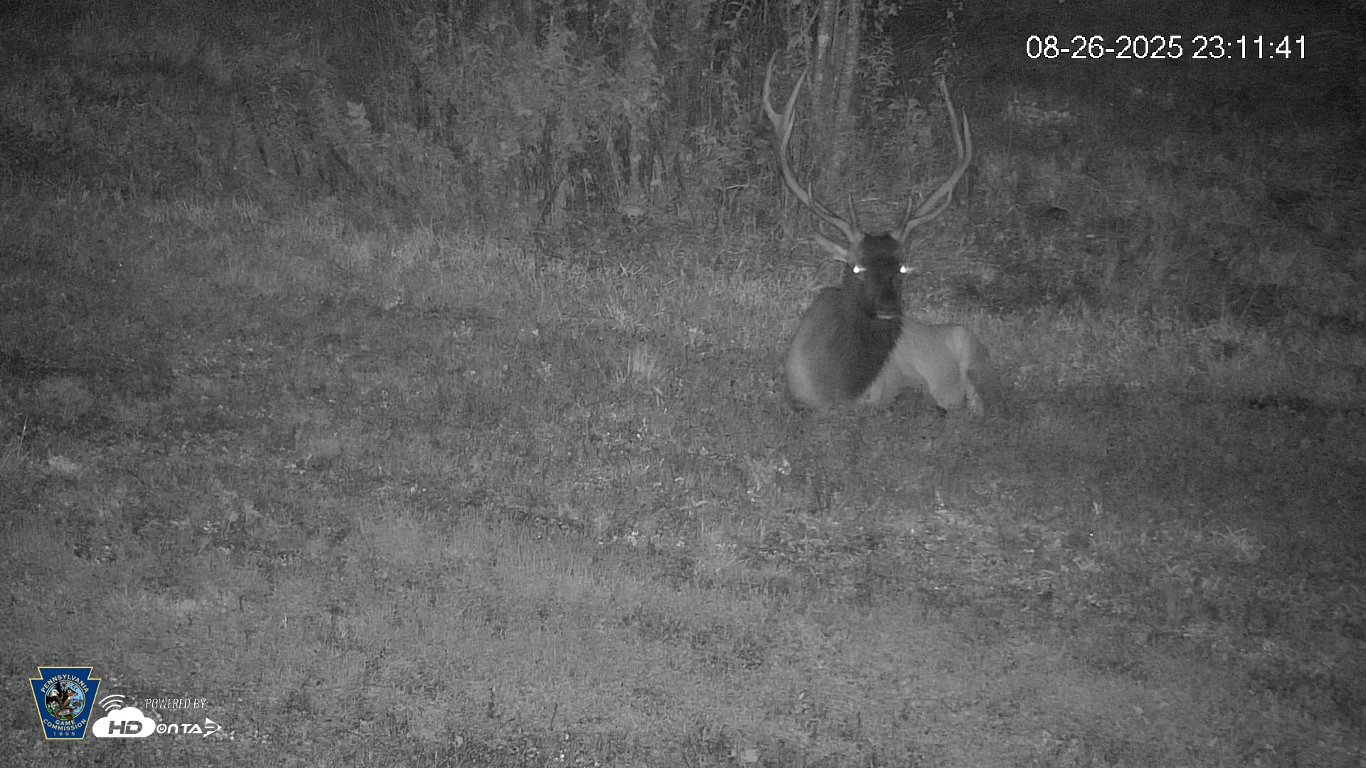 Snapshot of Pennsylvania Elk Live Webcam taken Aug 26, 2025, 11:12pm EDT