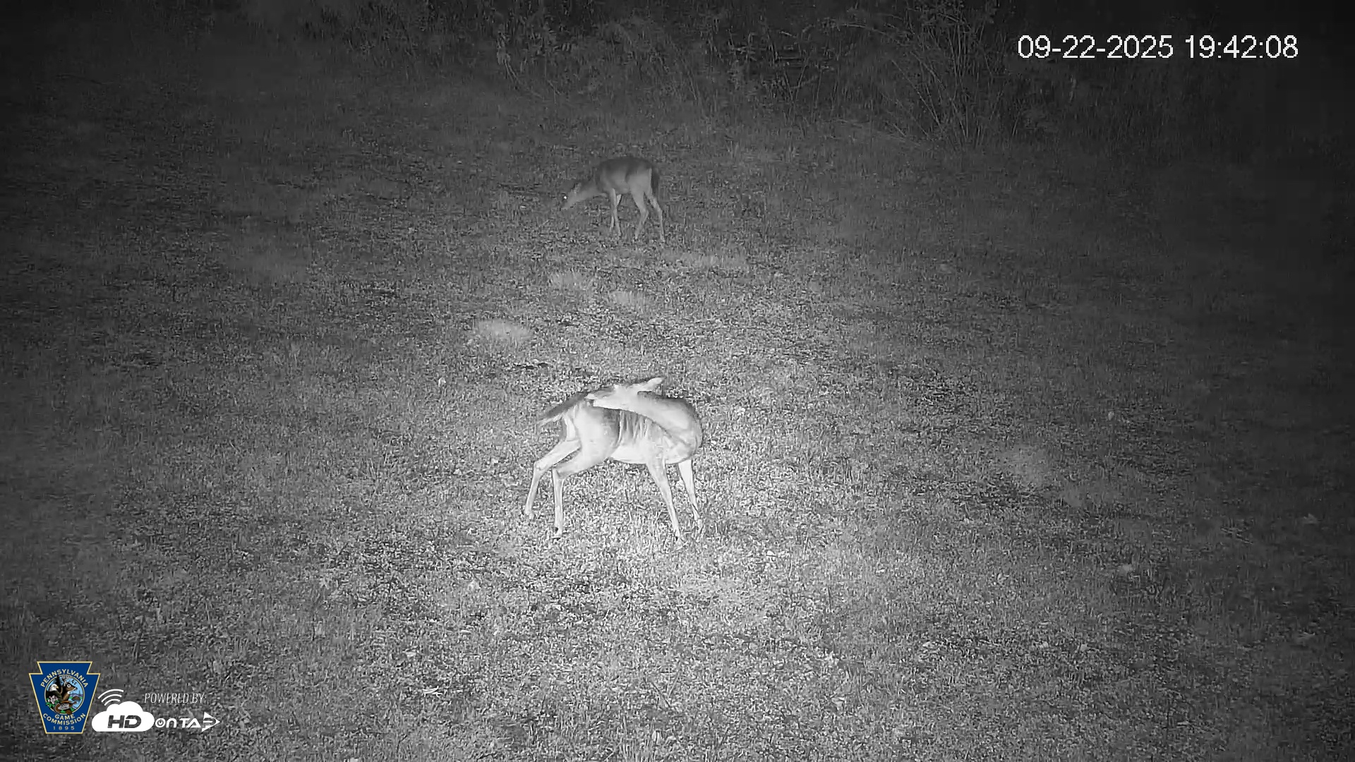 Snapshot of Pennsylvania Elk Live Webcam taken Sep 22, 2025, 7:42pm EDT