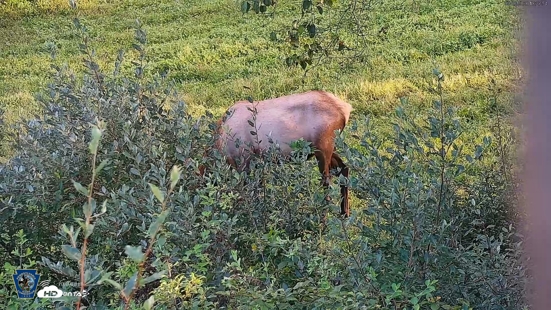 Snapshot of Pennsylvania Elk Live Webcam taken Sep 6, 2026, 6:28pm EDT