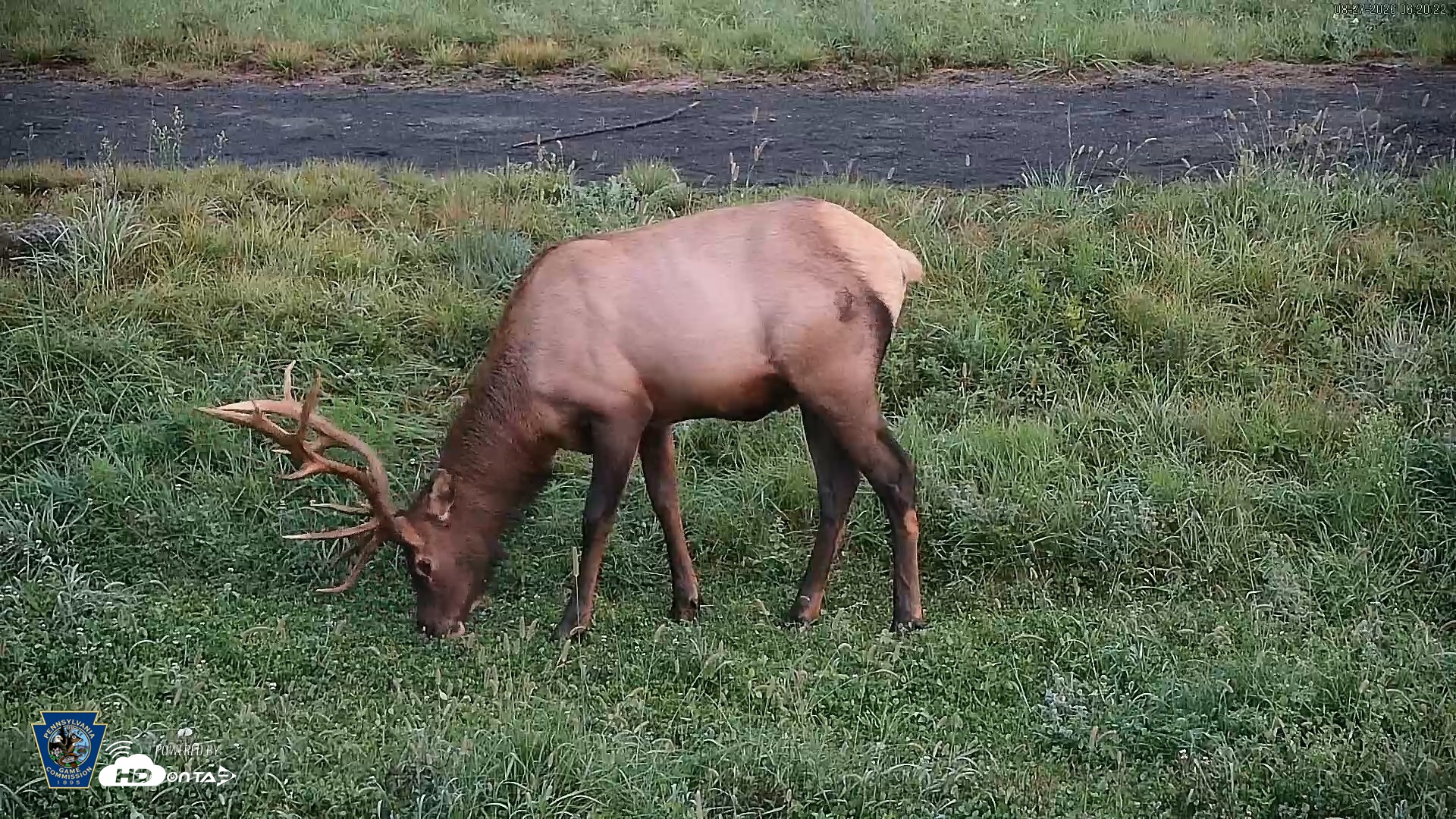 Snapshot of Pennsylvania Elk Live Webcam taken Aug 27, 2026, 6:21am EDT