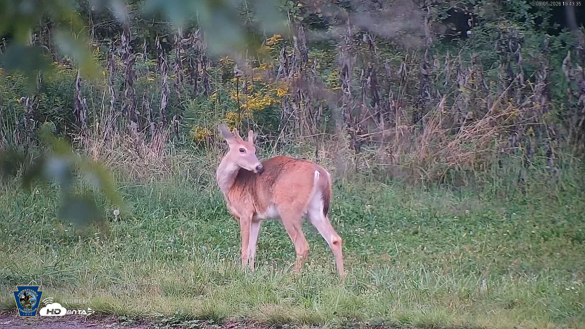 Snapshot of Pennsylvania Elk Live Webcam taken Sep 5, 2026, 7:44pm EDT