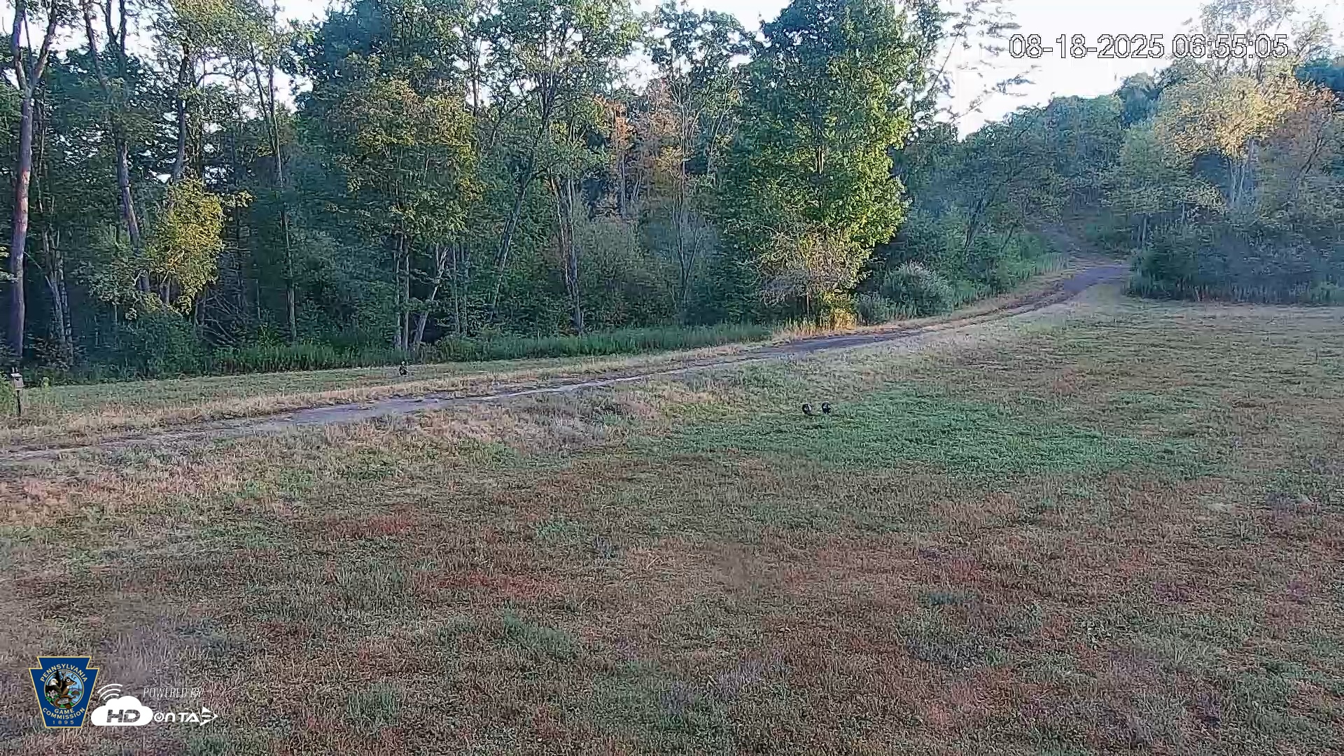Snapshot of Pennsylvania Elk Live Webcam taken Aug 18, 2025, 6:55am EDT