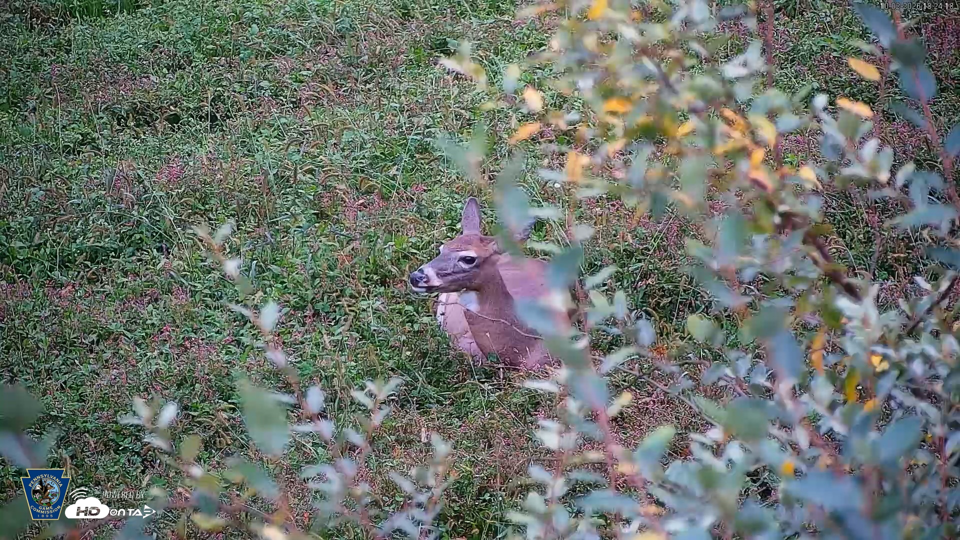 Snapshot of Pennsylvania Elk Live Webcam taken Oct 2, 2026, 6:26pm EDT
