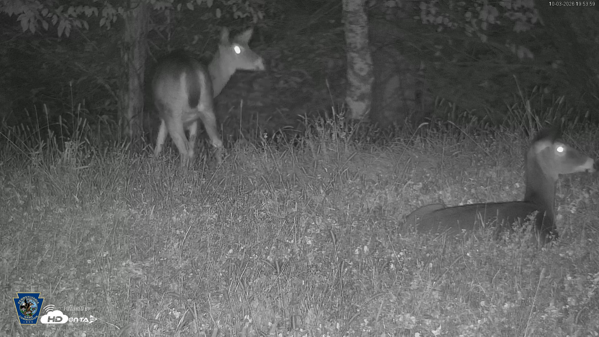Snapshot of Pennsylvania Elk Live Webcam taken Oct 3, 2026, 7:54pm EDT