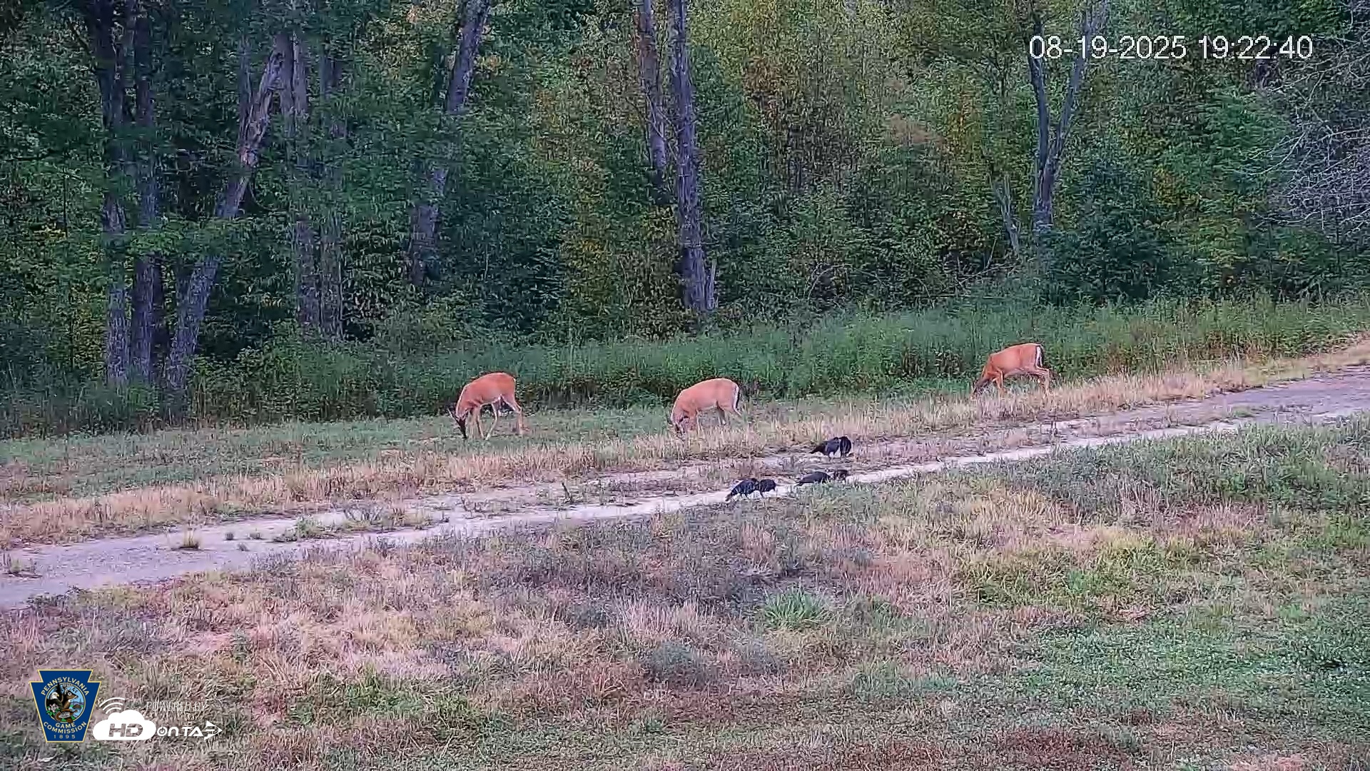 Snapshot of Pennsylvania Elk Live Webcam taken Aug 19, 2025, 7:23pm EDT