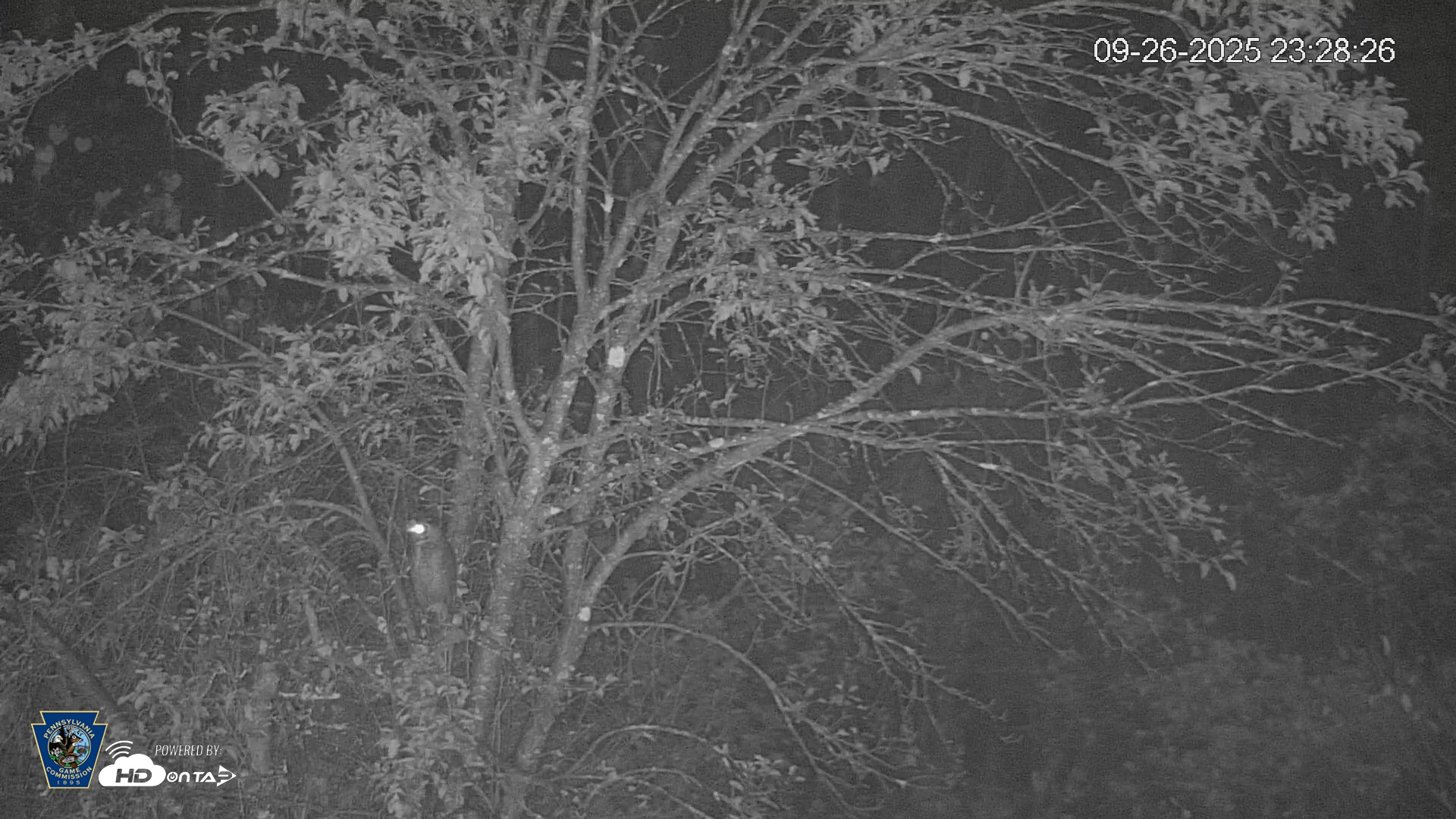 Snapshot of Pennsylvania Elk Live Webcam taken Sep 26, 2025, 11:29pm EDT