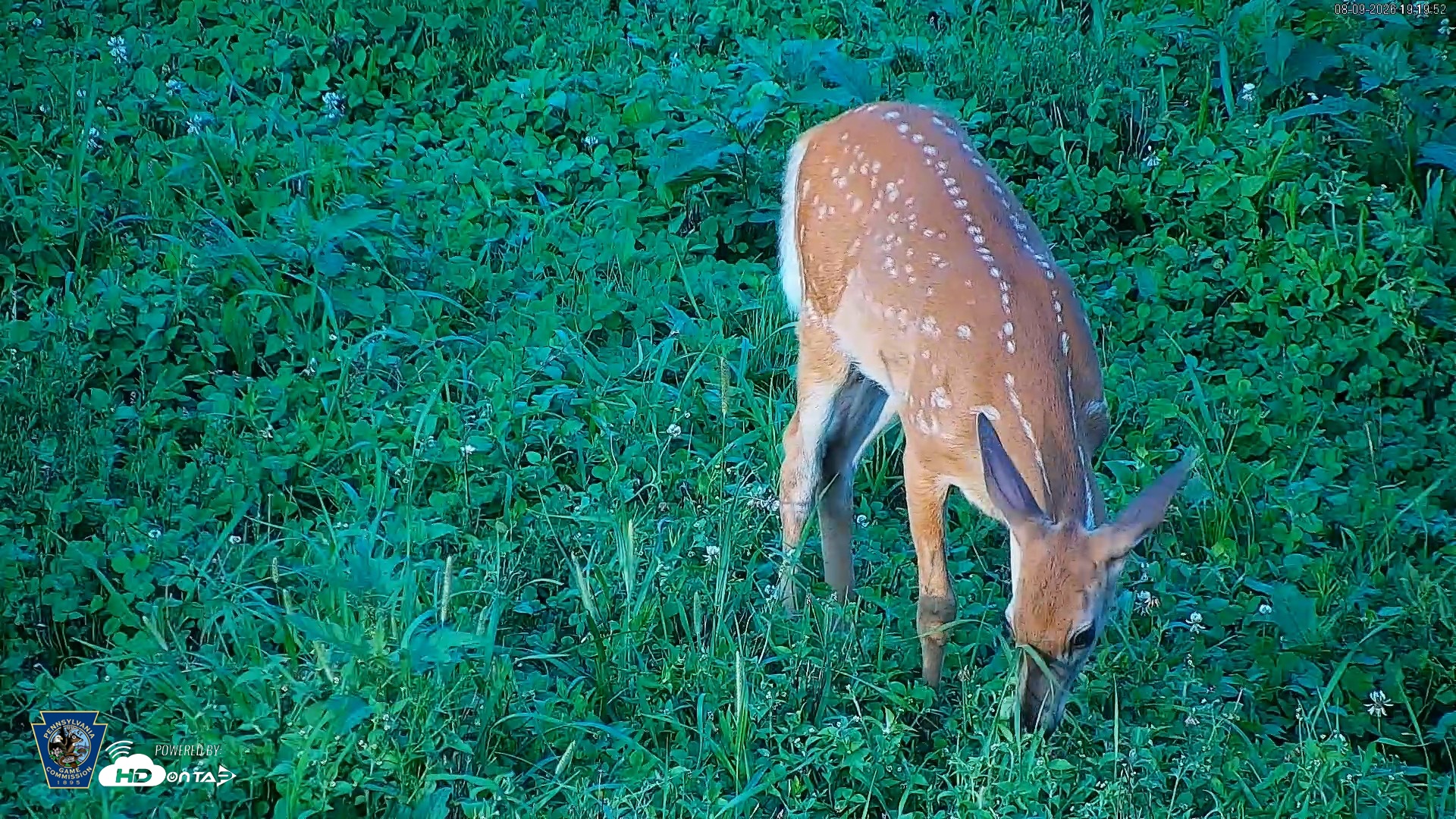 Snapshot of Pennsylvania Elk Live Webcam taken Aug 9, 2026, 7:20pm EDT