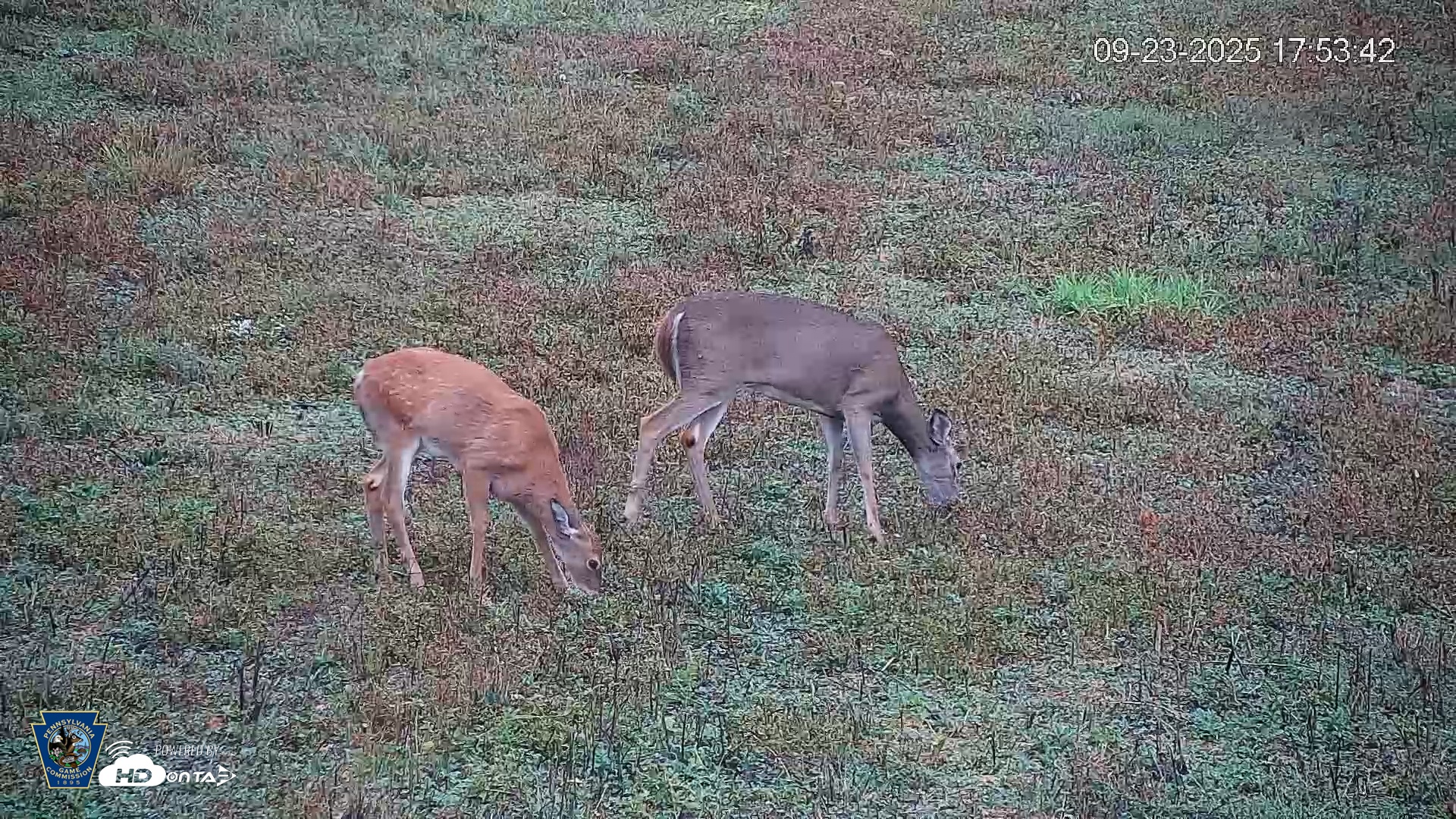 Snapshot of Pennsylvania Elk Live Webcam taken Sep 23, 2025, 5:54pm EDT