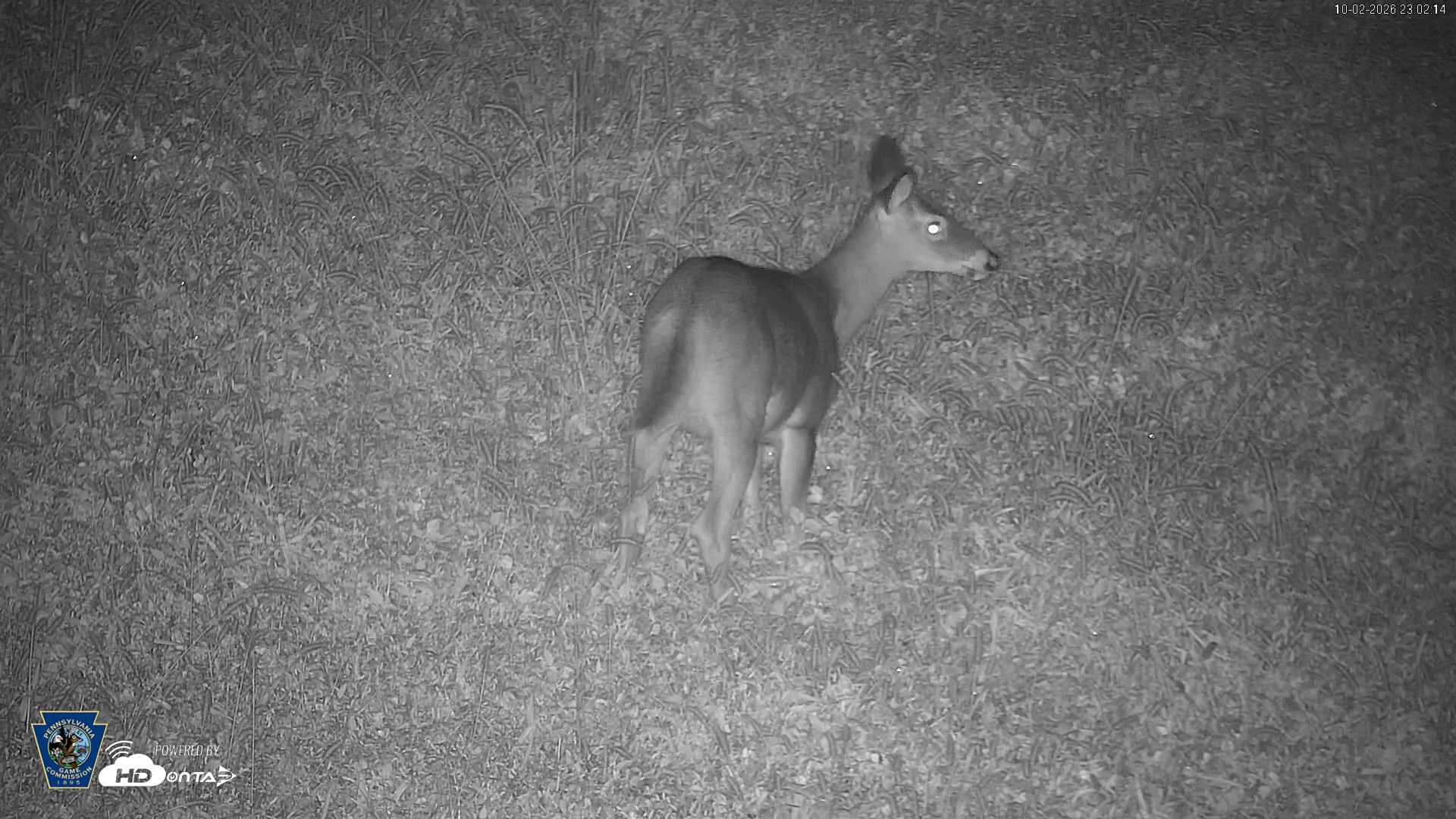 Snapshot of Pennsylvania Elk Live Webcam taken Oct 2, 2026, 11:03pm EDT