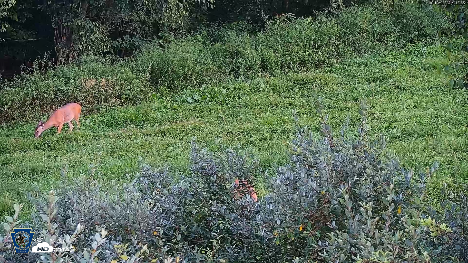 Snapshot of Pennsylvania Elk Live Webcam taken Aug 18, 2026, 7:20pm EDT