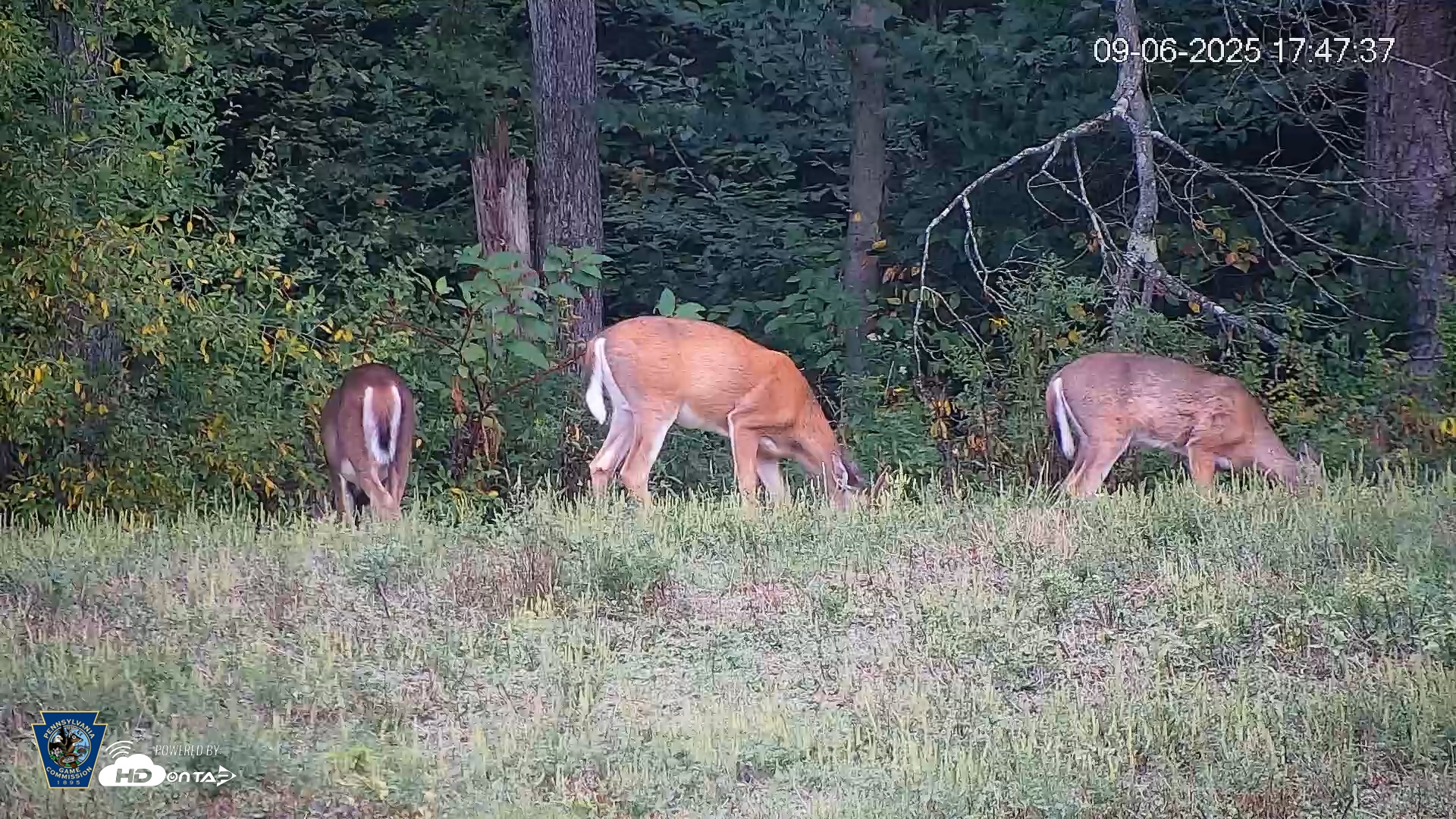 Snapshot of Pennsylvania Elk Live Webcam taken Sep 6, 2025, 5:48pm EDT