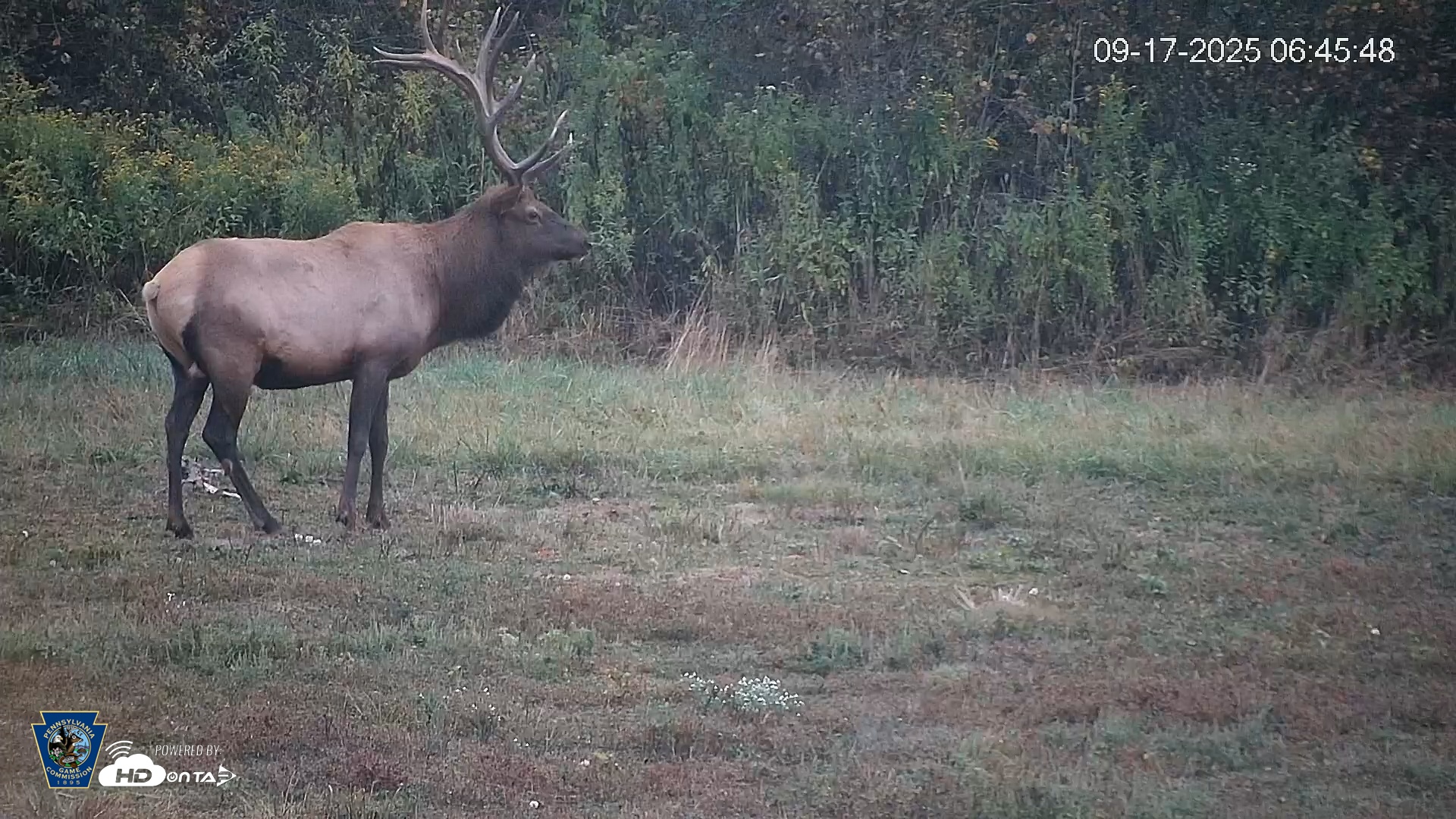 Snapshot of Pennsylvania Elk Live Webcam taken Sep 17, 2025, 6:49am EDT