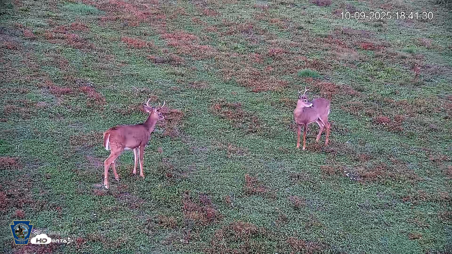 Snapshot of Pennsylvania Elk Live Webcam taken Oct 9, 2025, 6:42pm EDT