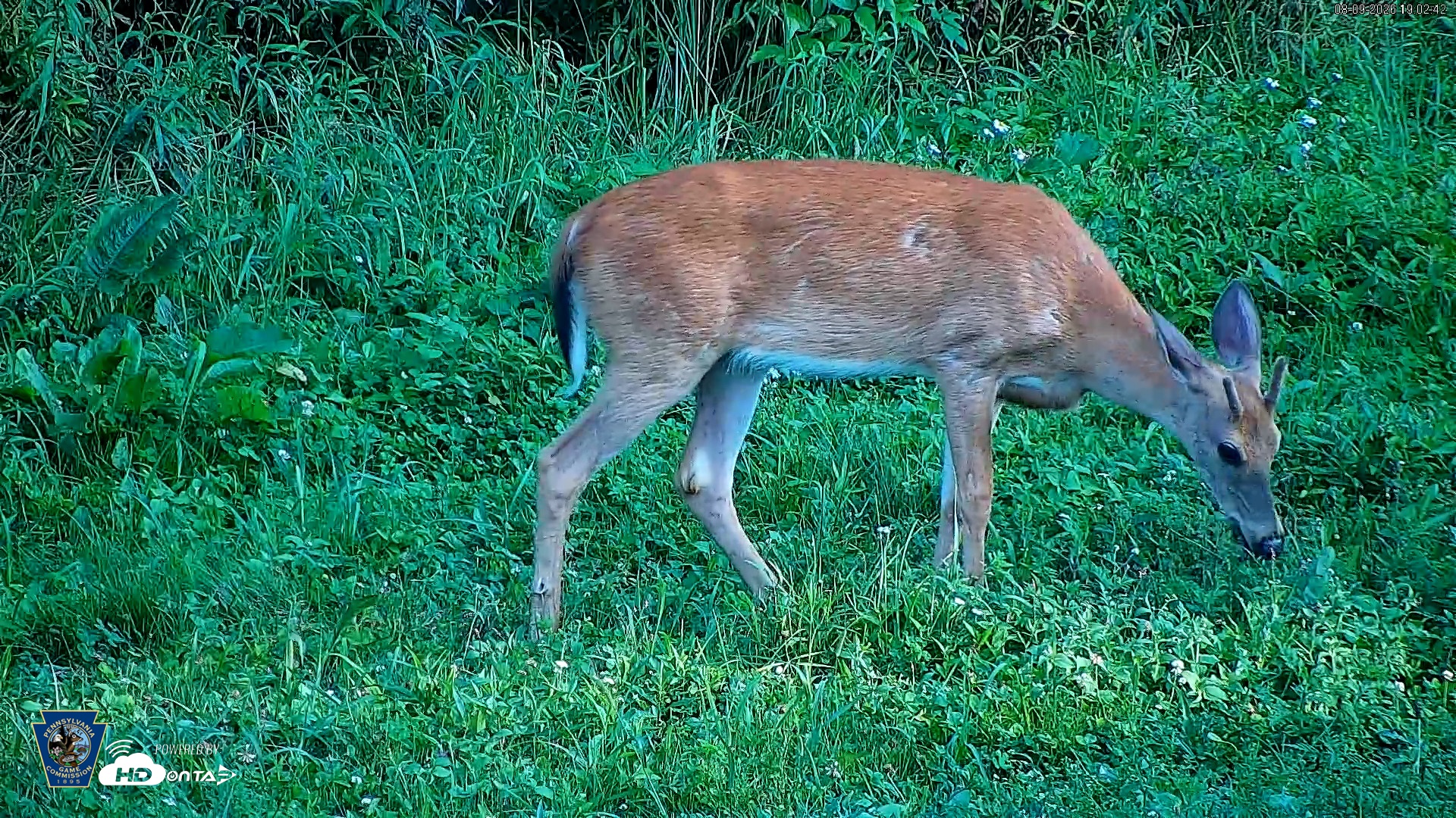 Snapshot of Pennsylvania Elk Live Webcam taken Aug 9, 2026, 7:03pm EDT