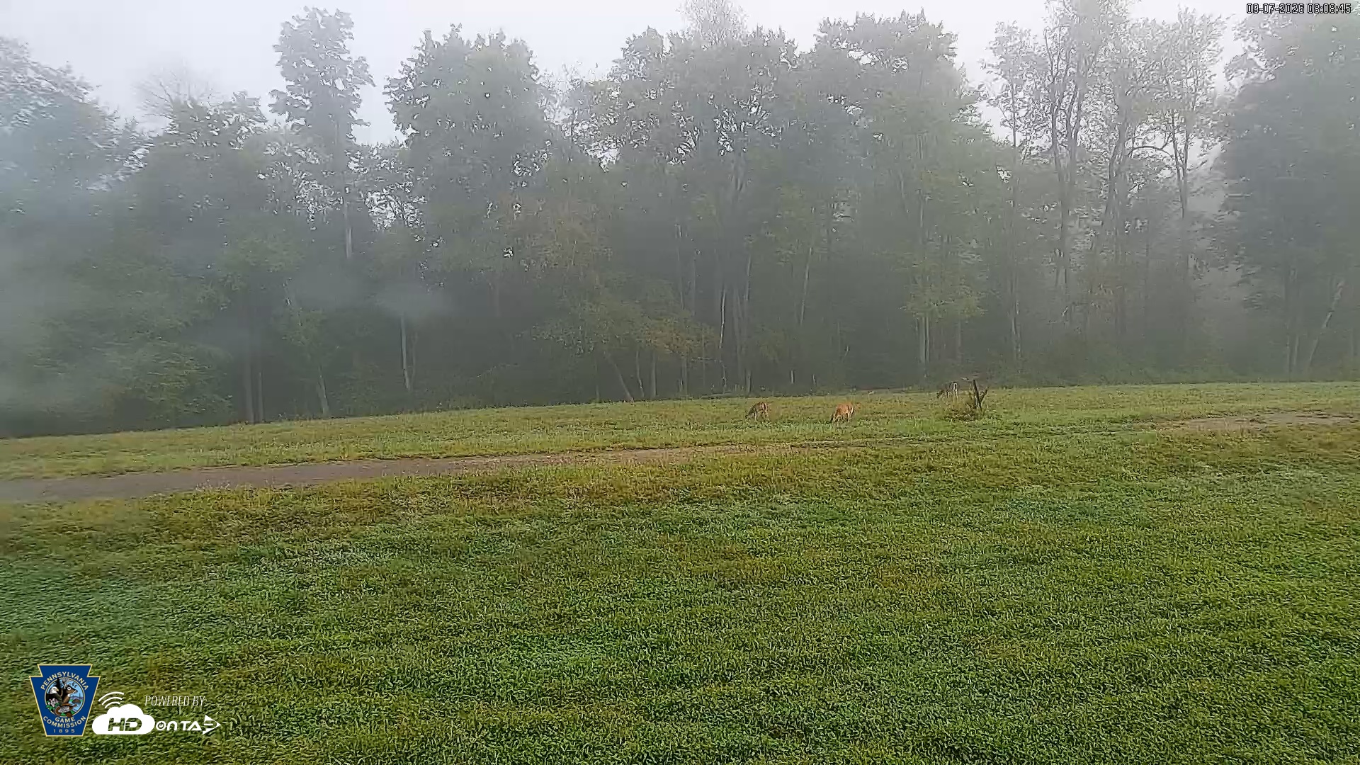 Snapshot of Pennsylvania Elk Live Webcam taken Sep 7, 2026, 8:09am EDT
