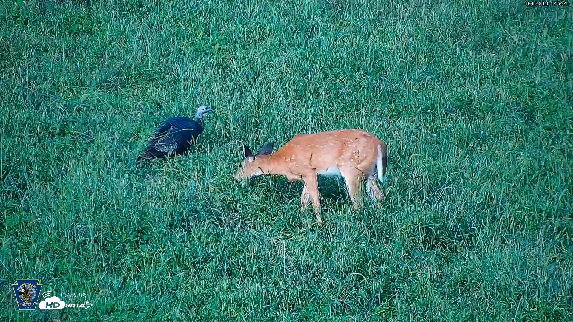Snapshot of Pennsylvania Elk Live Webcam taken Sep 9, 2026, 5:55pm EDT