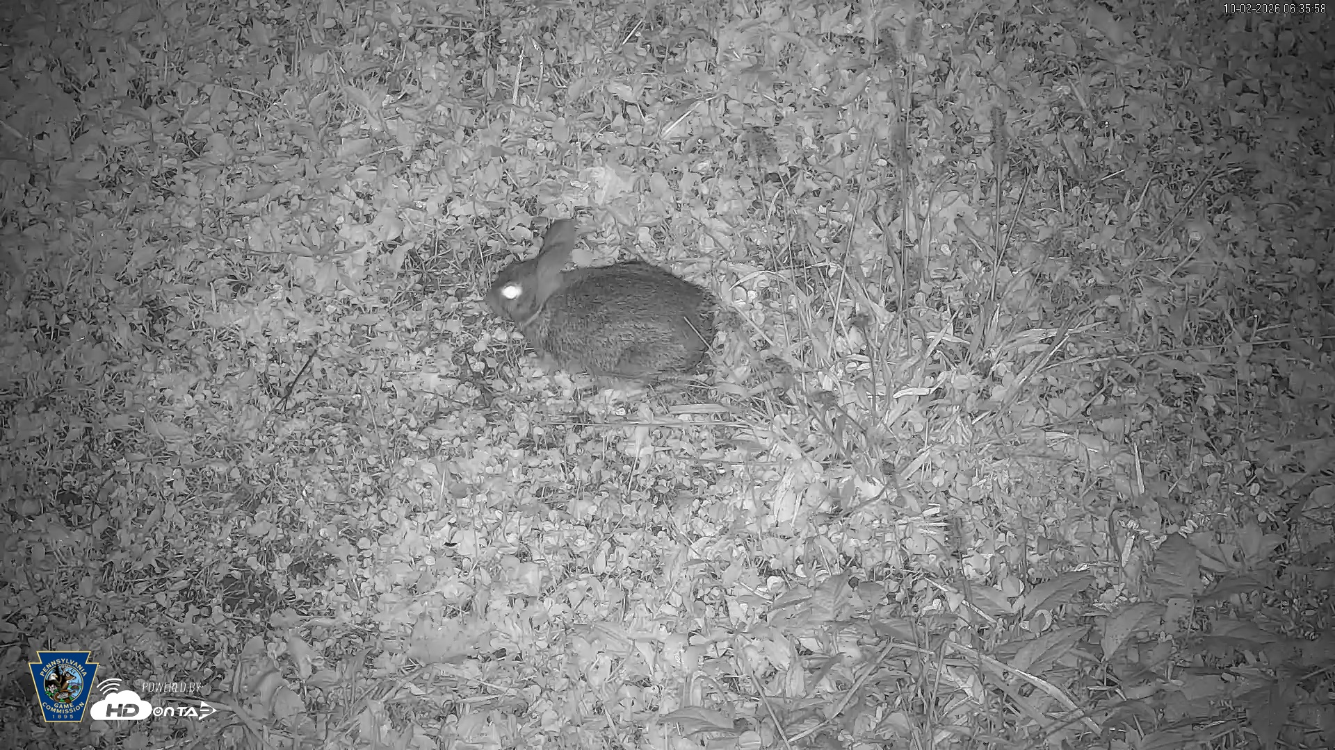 Snapshot of Pennsylvania Elk Live Webcam taken Oct 2, 2026, 6:37am EDT
