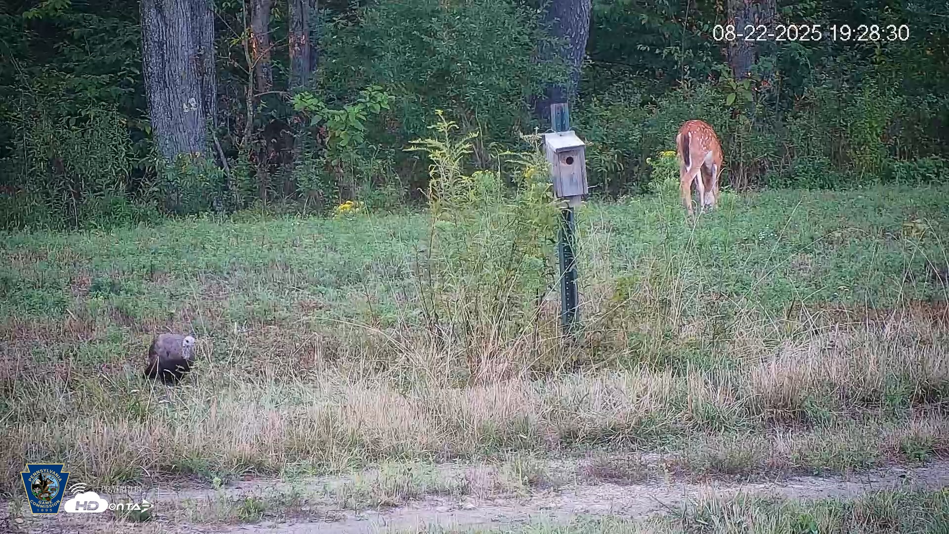 Snapshot of Pennsylvania Elk Live Webcam taken Aug 22, 2025, 7:29pm EDT