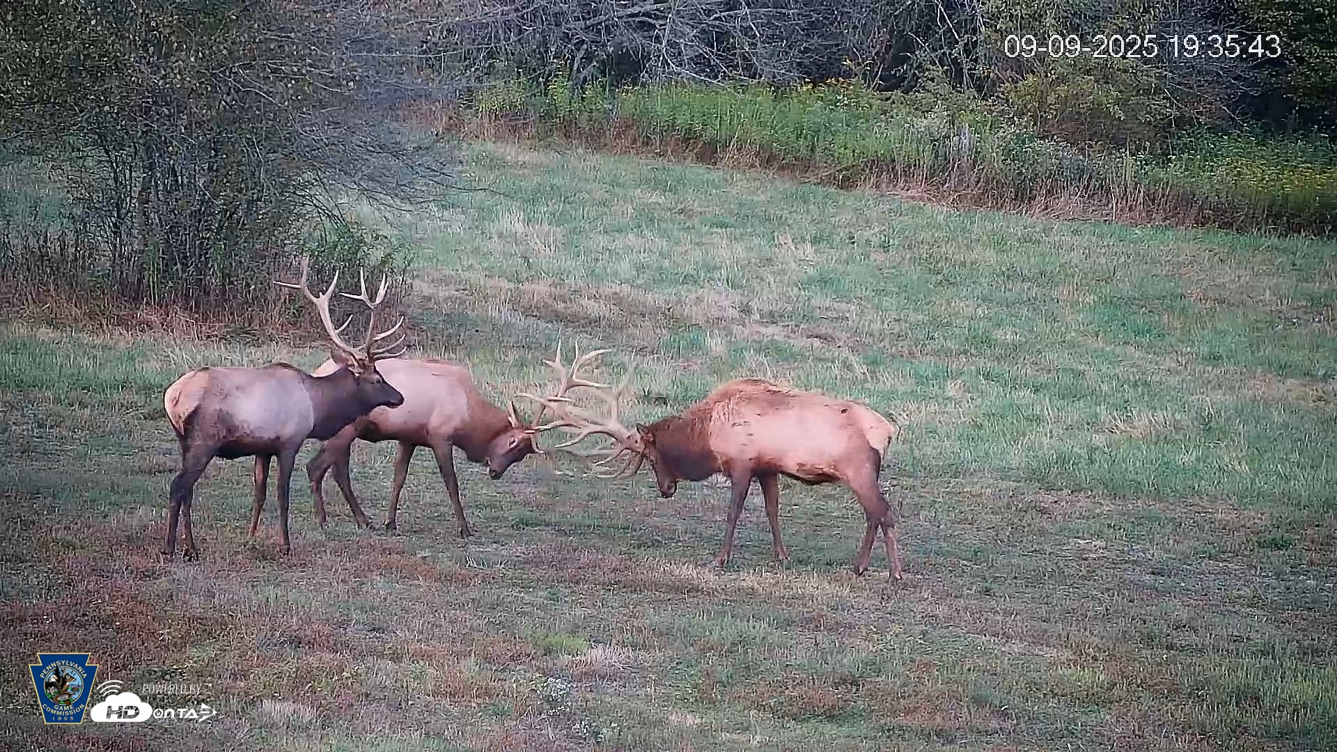 Snapshot of Pennsylvania Elk Live Webcam taken Sep 9, 2025, 7:36pm EDT