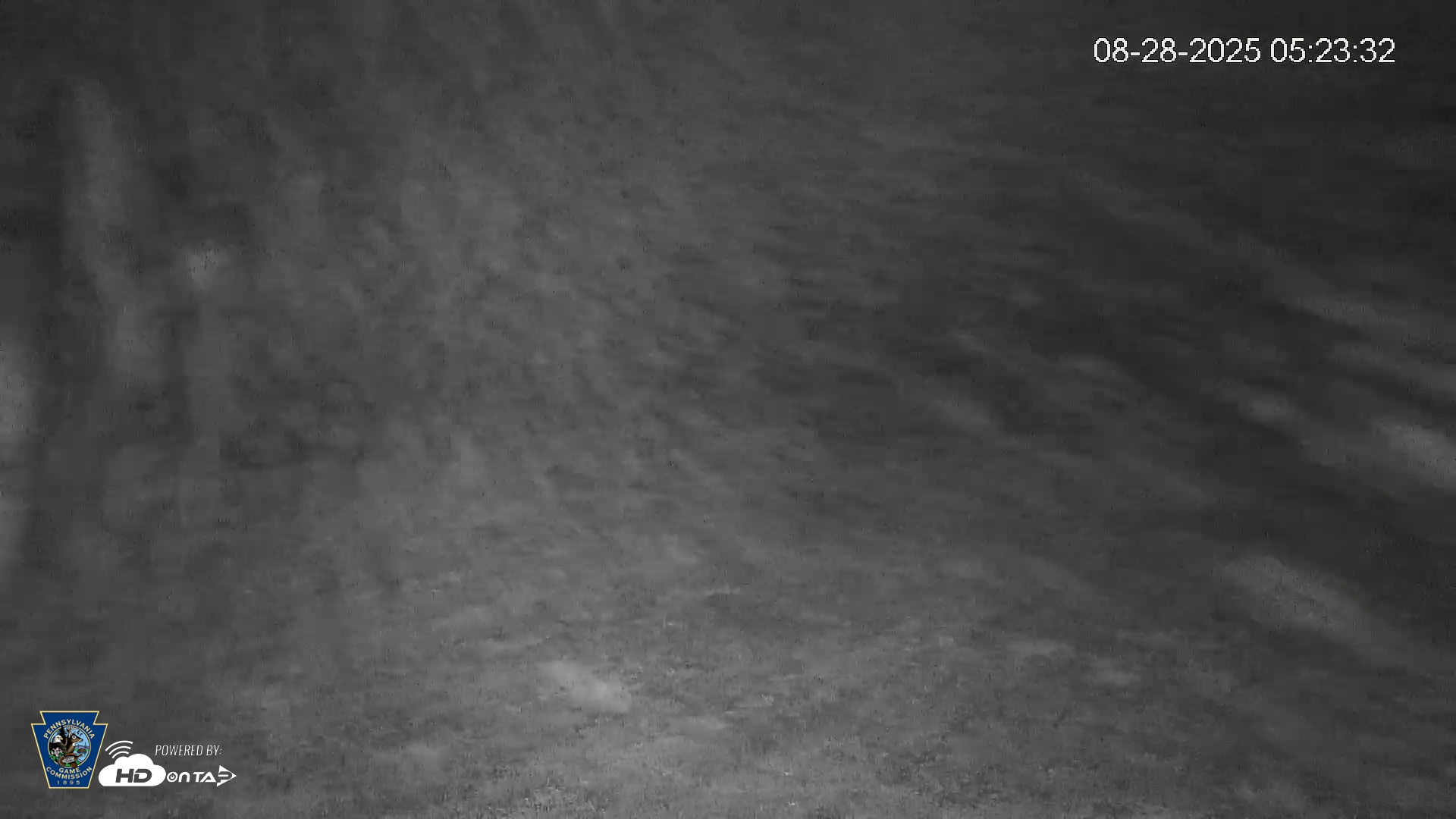 Snapshot of Pennsylvania Elk Live Webcam taken Aug 28, 2025, 5:24am EDT