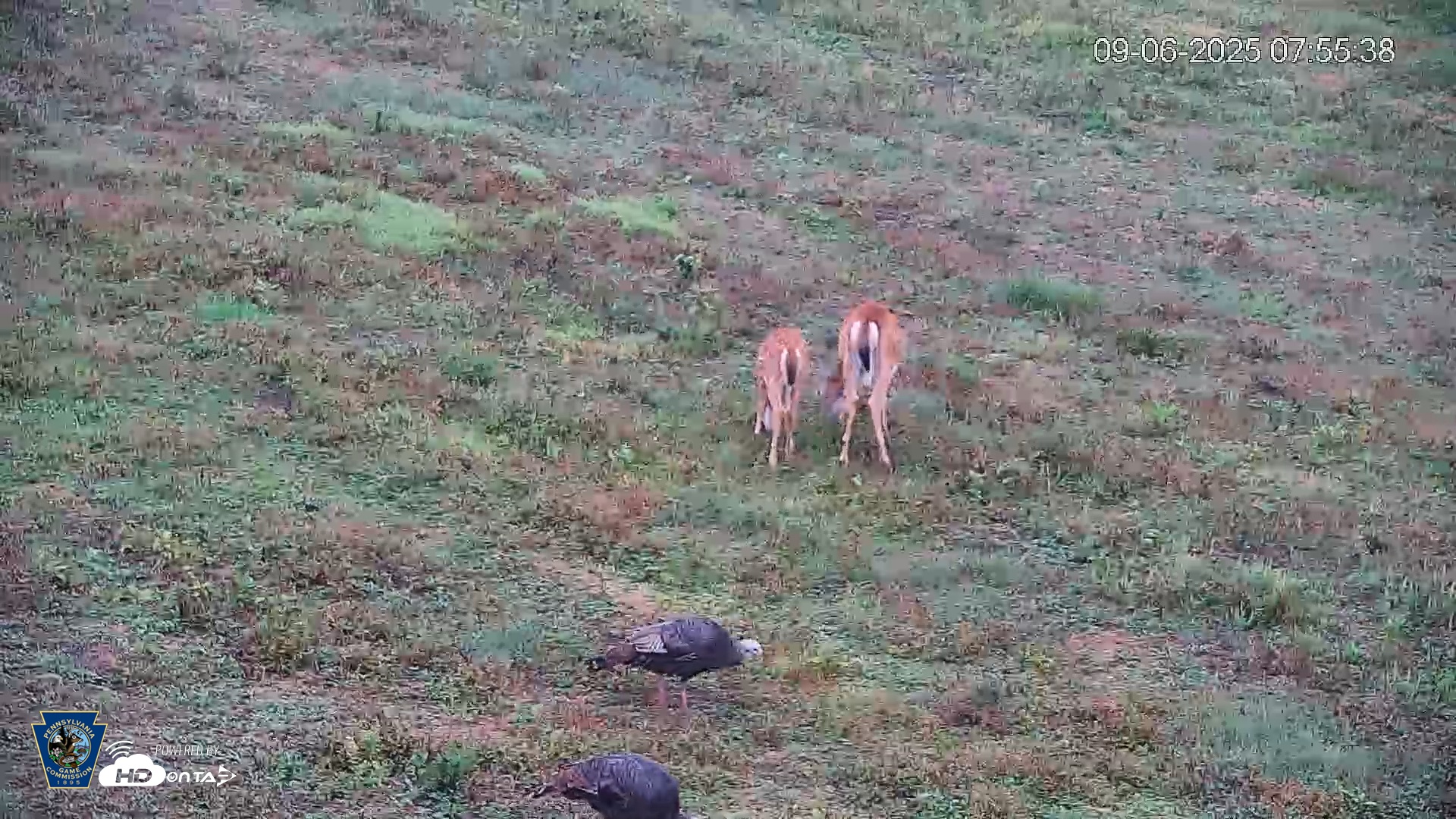 Snapshot of Pennsylvania Elk Live Webcam taken Sep 6, 2025, 7:56am EDT