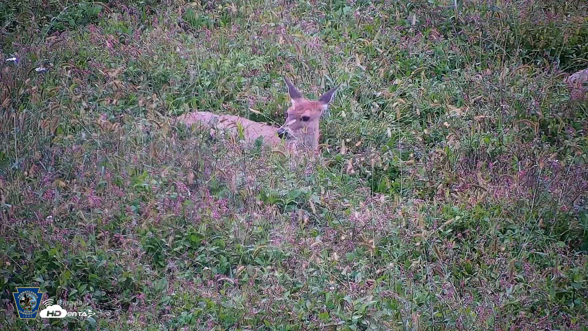 Snapshot of Pennsylvania Elk Live Webcam taken Sep 27, 2026, 6:03pm EDT