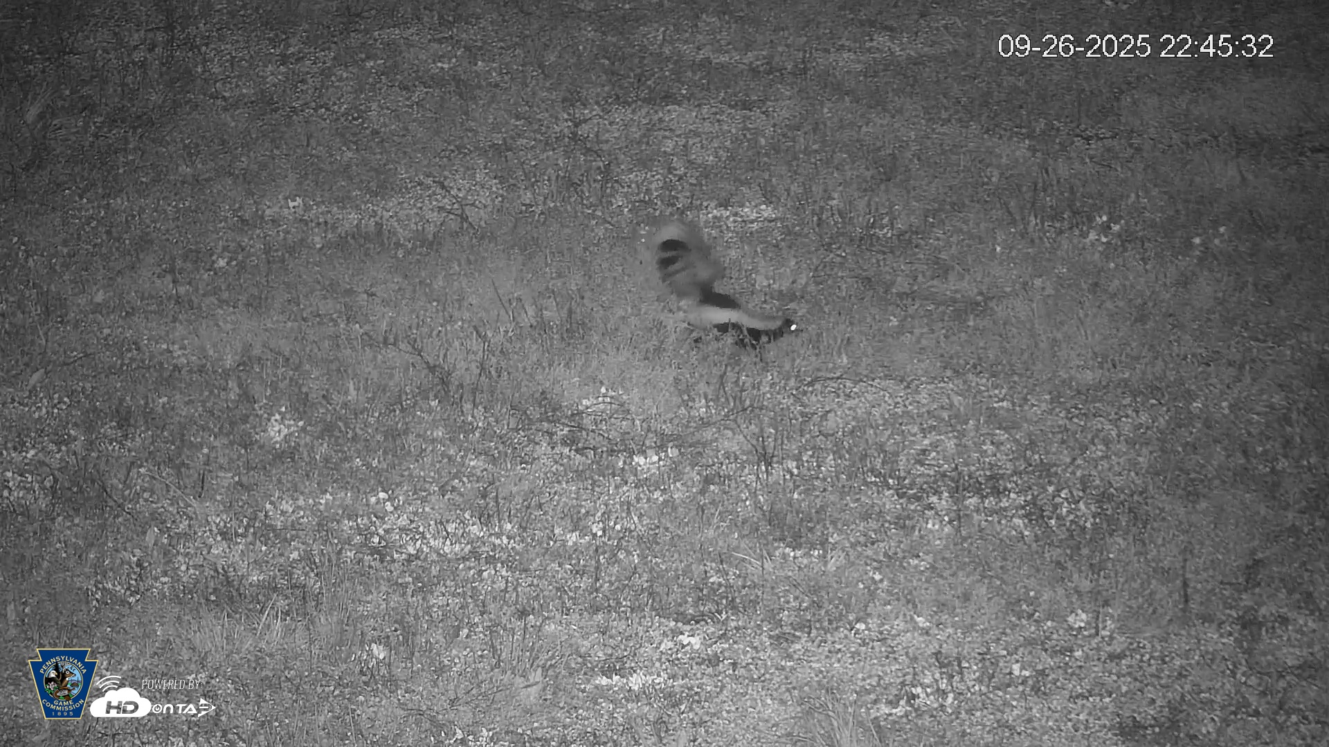 Snapshot of Pennsylvania Elk Live Webcam taken Sep 26, 2025, 10:46pm EDT