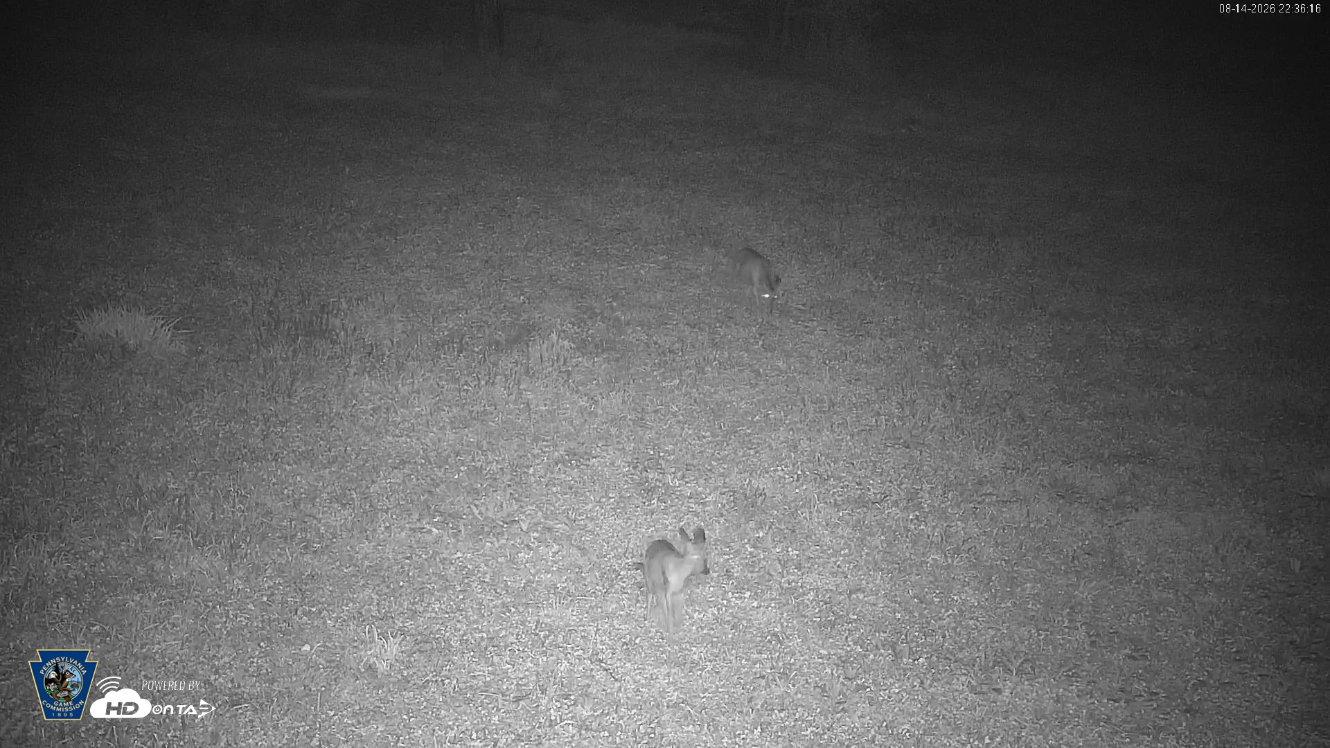 Snapshot of Pennsylvania Elk Live Webcam taken Aug 14, 2026, 10:38pm EDT
