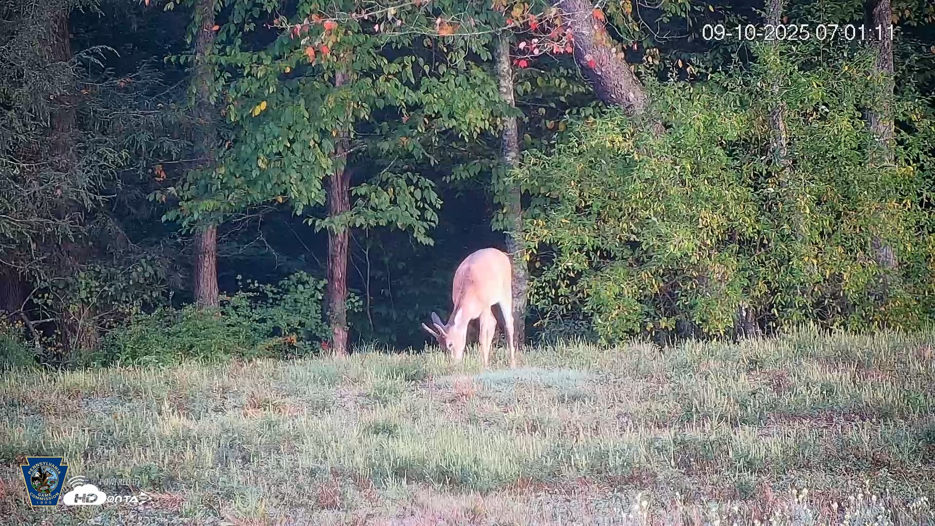 Snapshot of Pennsylvania Elk Live Webcam taken Sep 10, 2025, 7:01am EDT