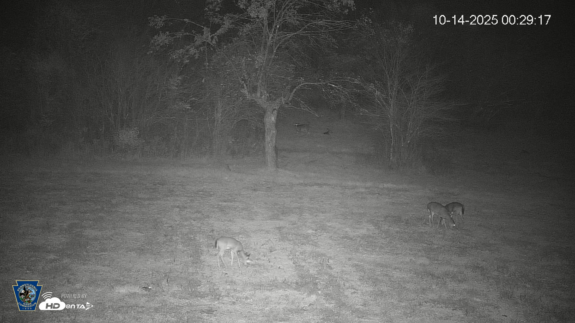 Snapshot of Pennsylvania Elk Live Webcam taken Oct 14, 2025, 12:29am EDT