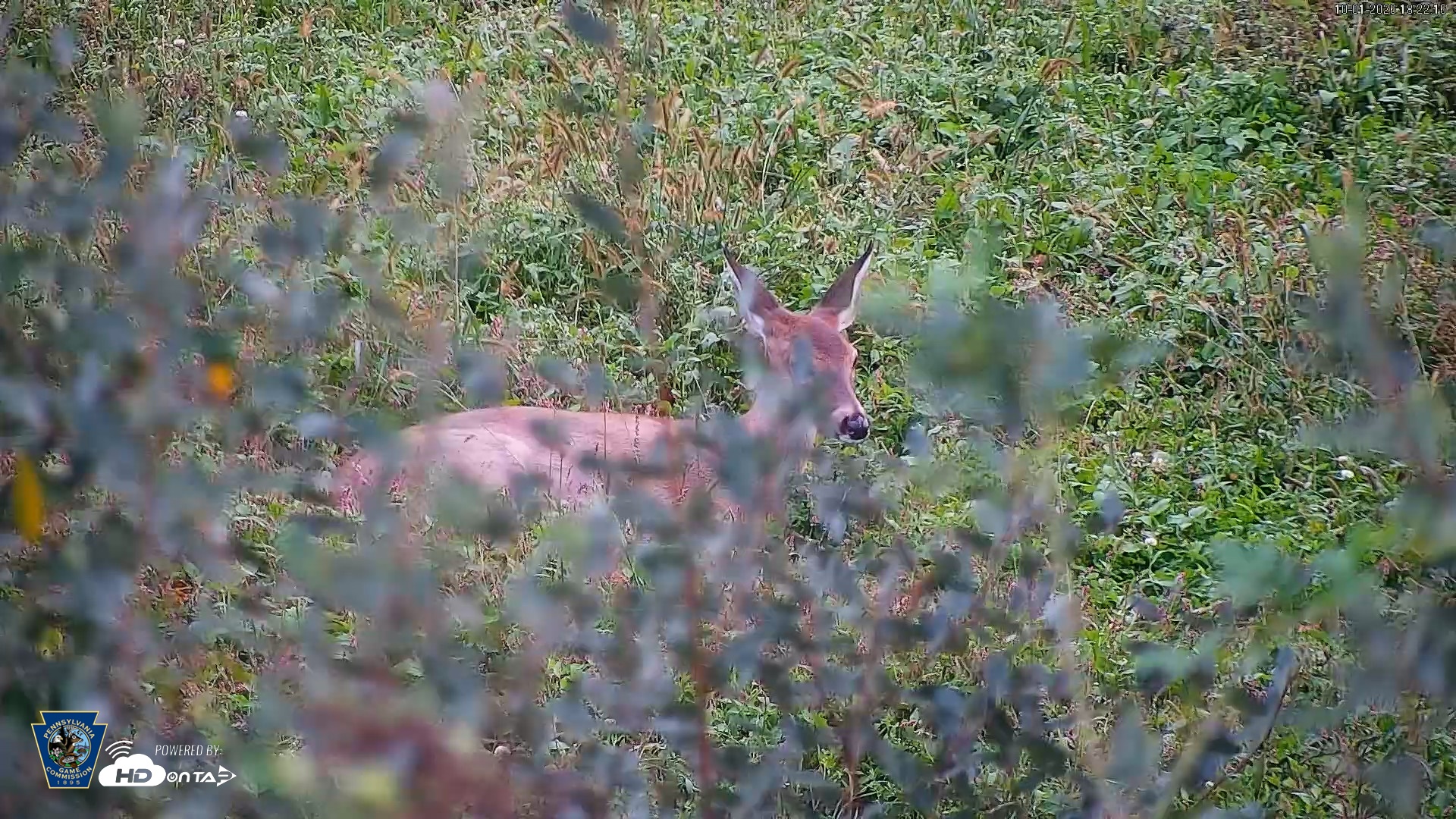 Snapshot of Pennsylvania Elk Live Webcam taken Oct 1, 2026, 6:22pm EDT