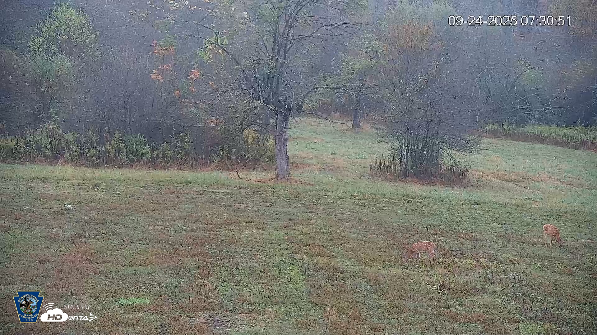 Snapshot of Pennsylvania Elk Live Webcam taken Sep 24, 2025, 7:31am EDT