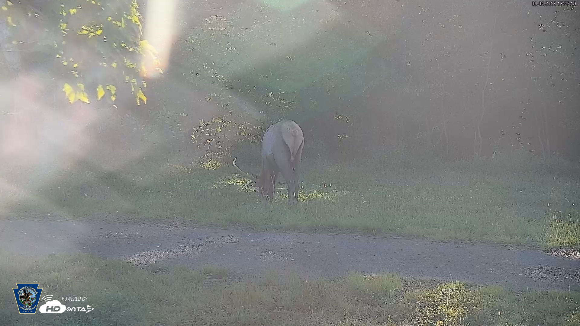 Snapshot of Pennsylvania Elk Live Webcam taken Sep 6, 2026, 5:58pm EDT