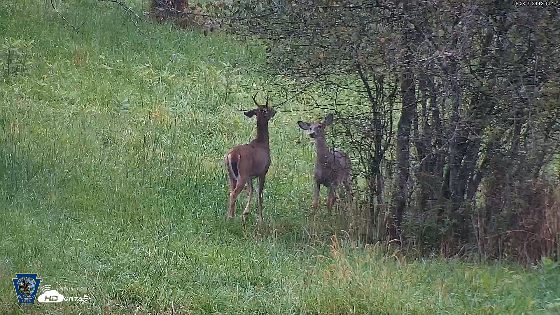 Snapshot of Pennsylvania Elk Live Webcam taken Sep 28, 2026, 6:46pm EDT