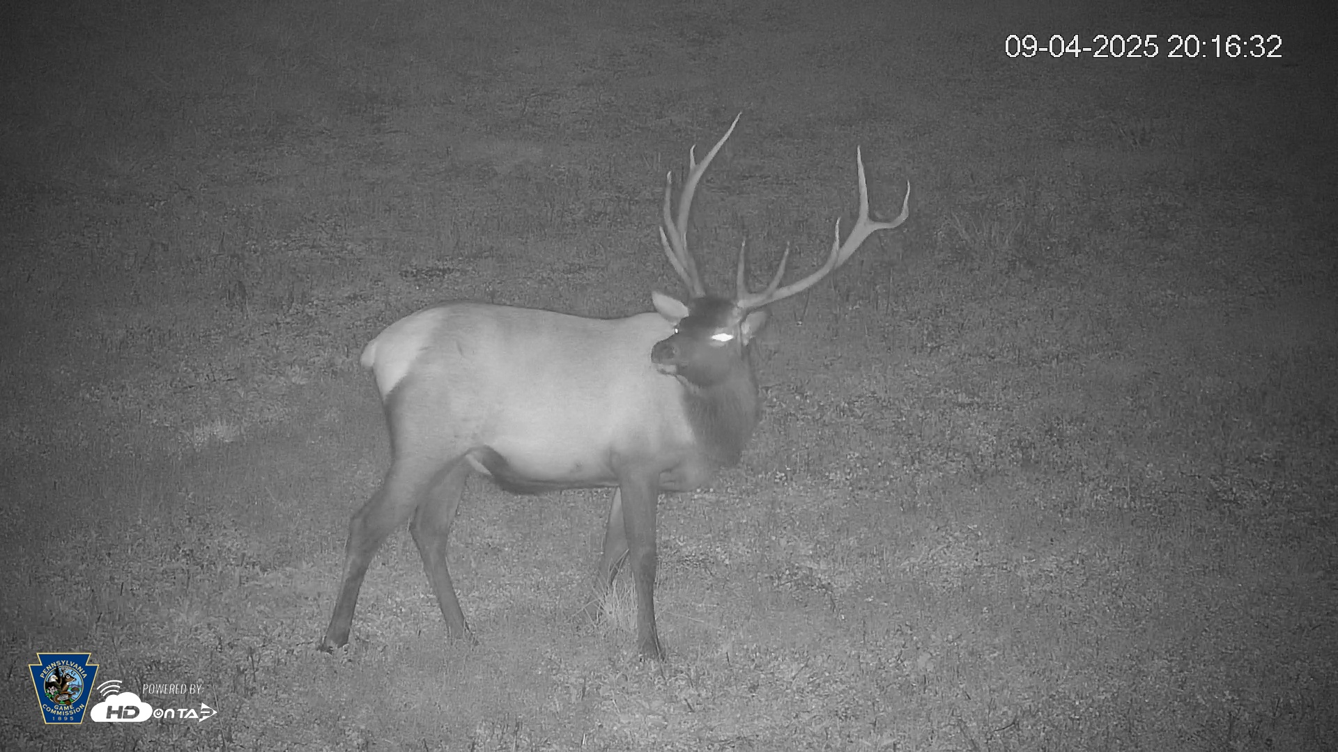 Snapshot of Pennsylvania Elk Live Webcam taken Sep 4, 2025, 8:17pm EDT
