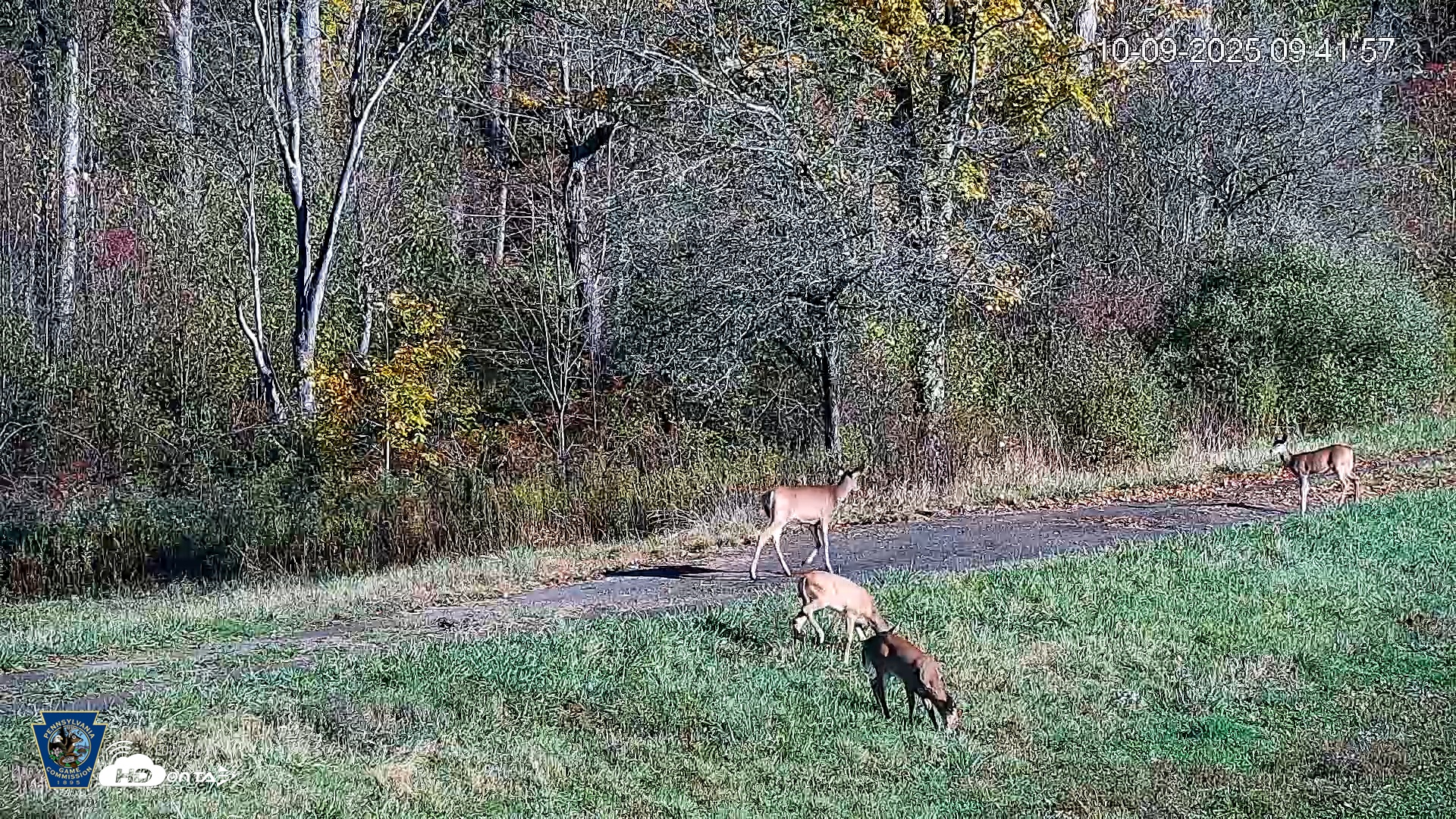 Snapshot of Pennsylvania Elk Live Webcam taken Oct 9, 2025, 9:42am EDT