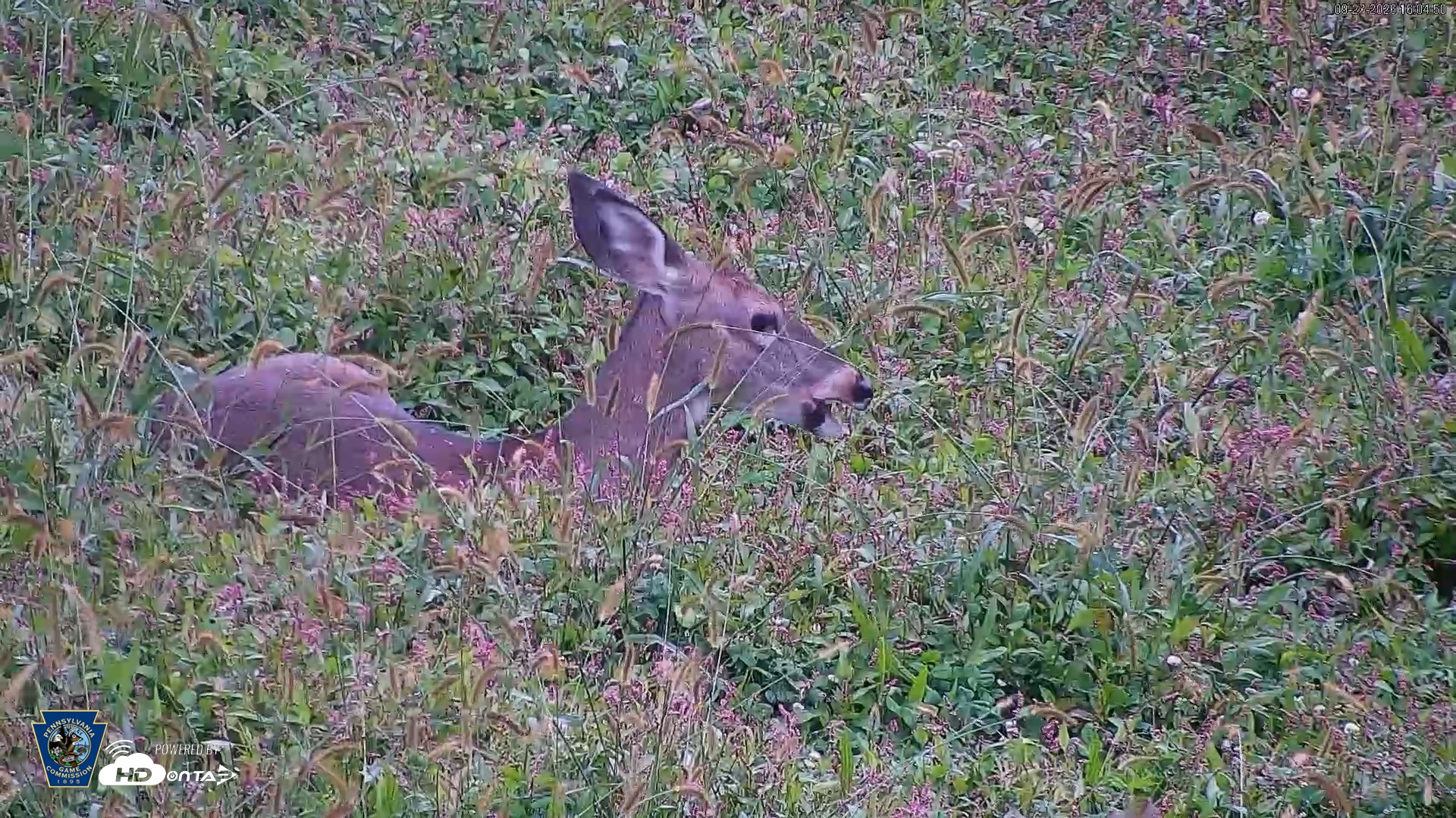 Snapshot of Pennsylvania Elk Live Webcam taken Sep 27, 2026, 4:05pm EDT