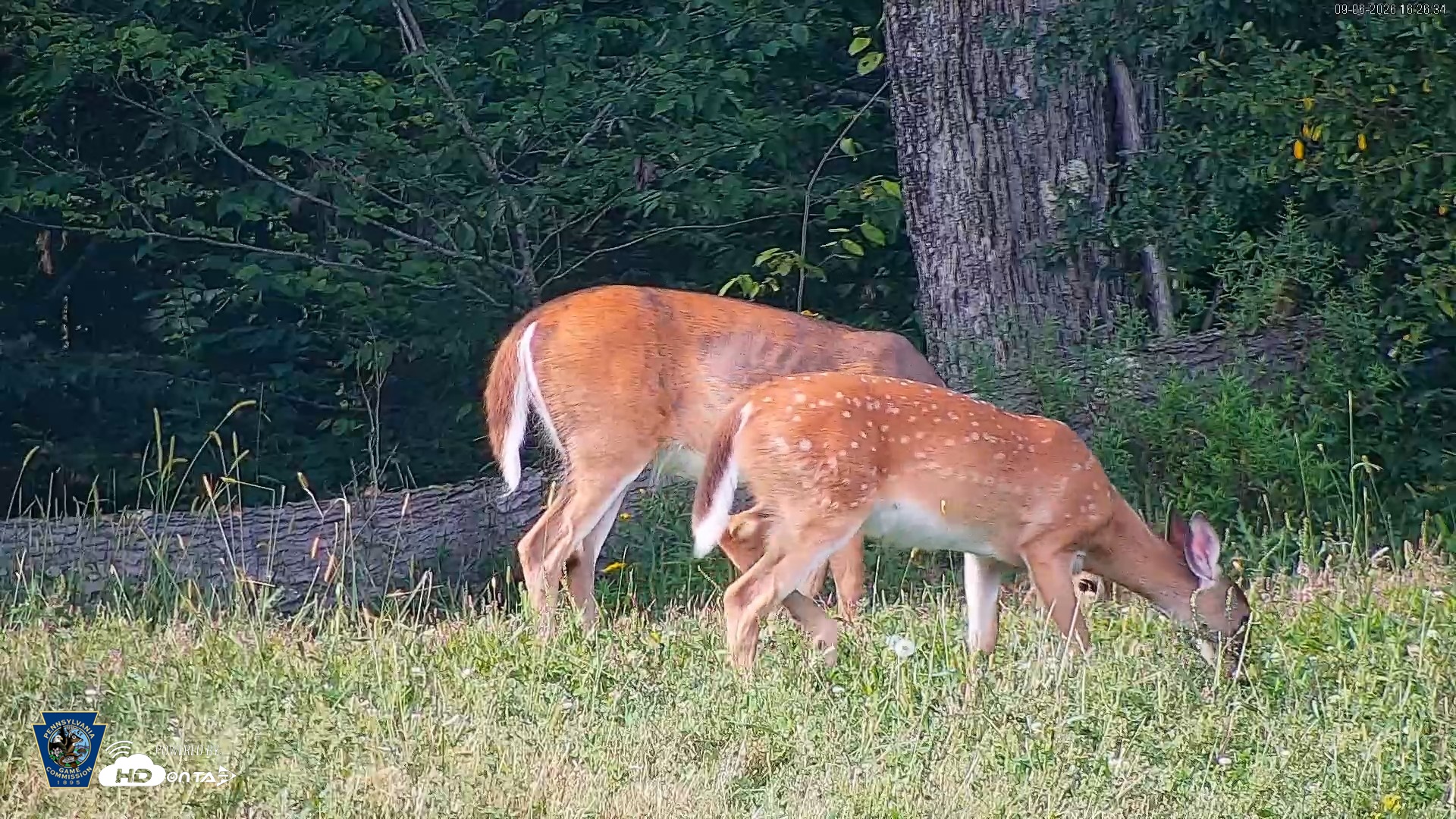 Snapshot of Pennsylvania Elk Live Webcam taken Sep 6, 2026, 4:27pm EDT